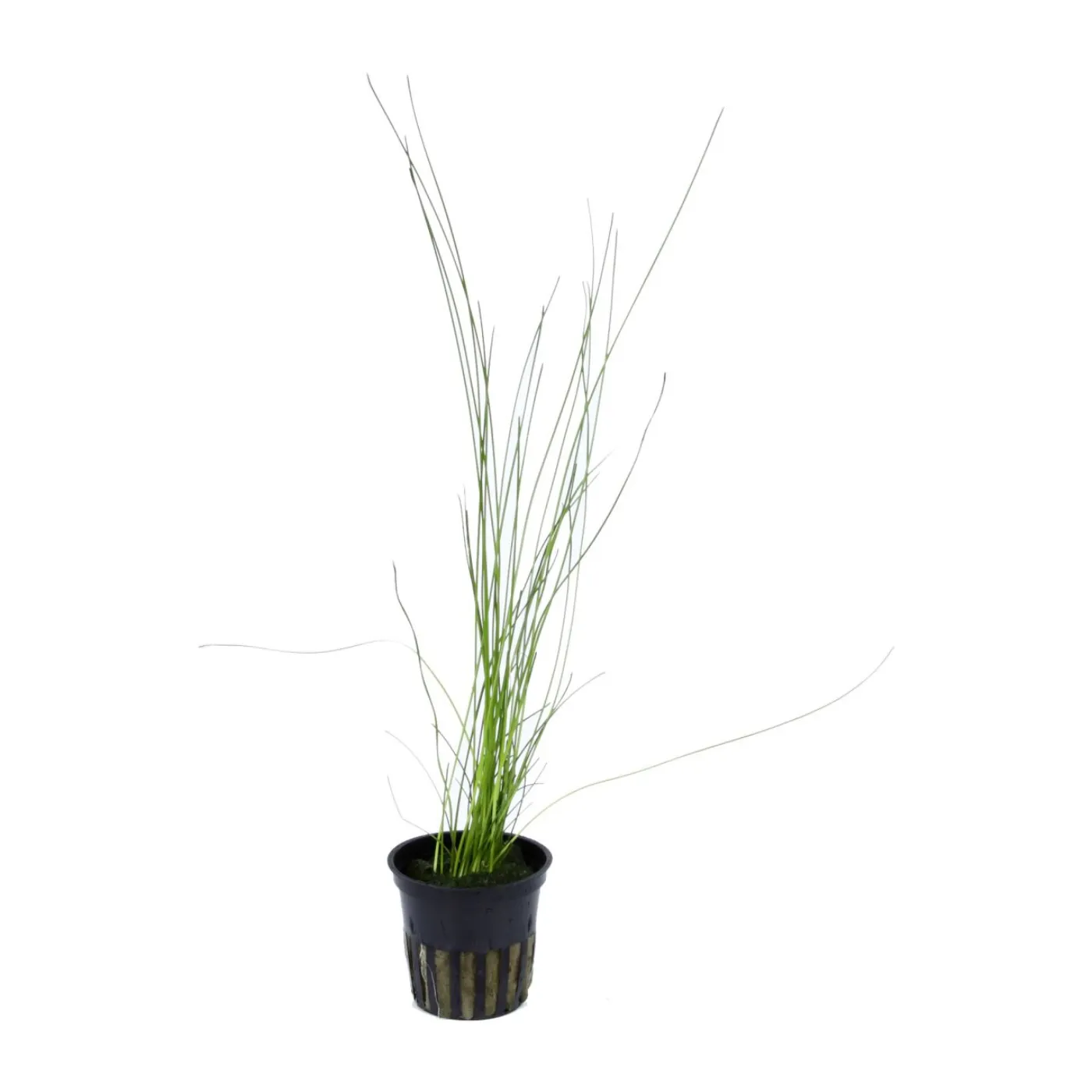 Eleocharis montevidensis var. 'ADA'