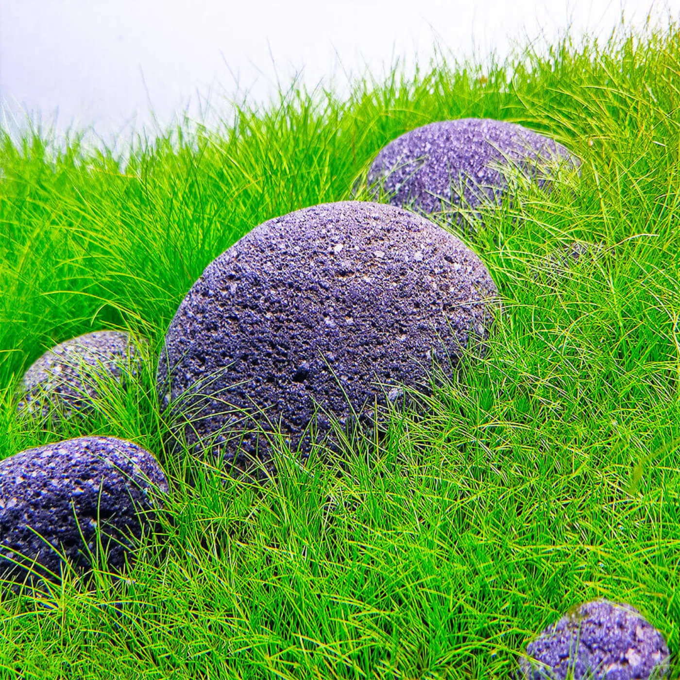 Eleocharis sp. "Mini" | Mini-Nadelsimse - in vitro