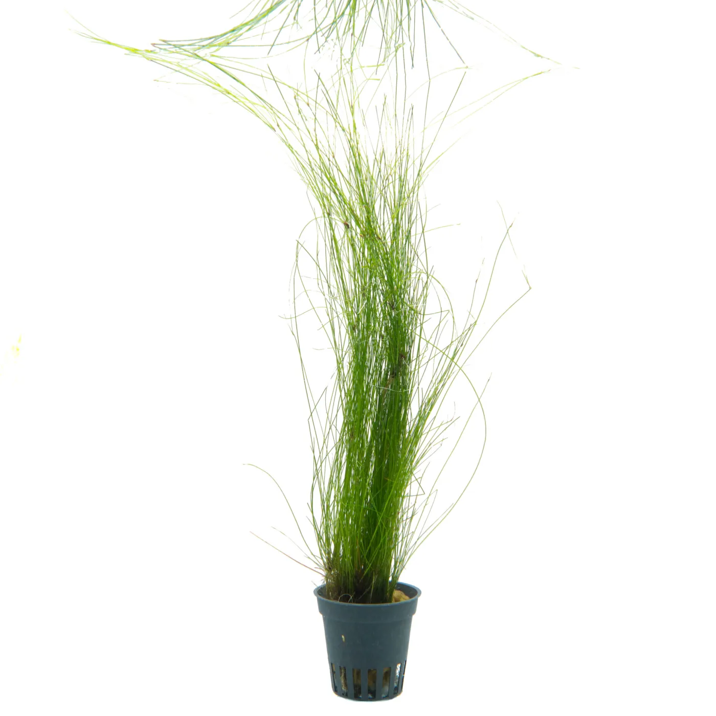 Eleocharis vivipara - Topf