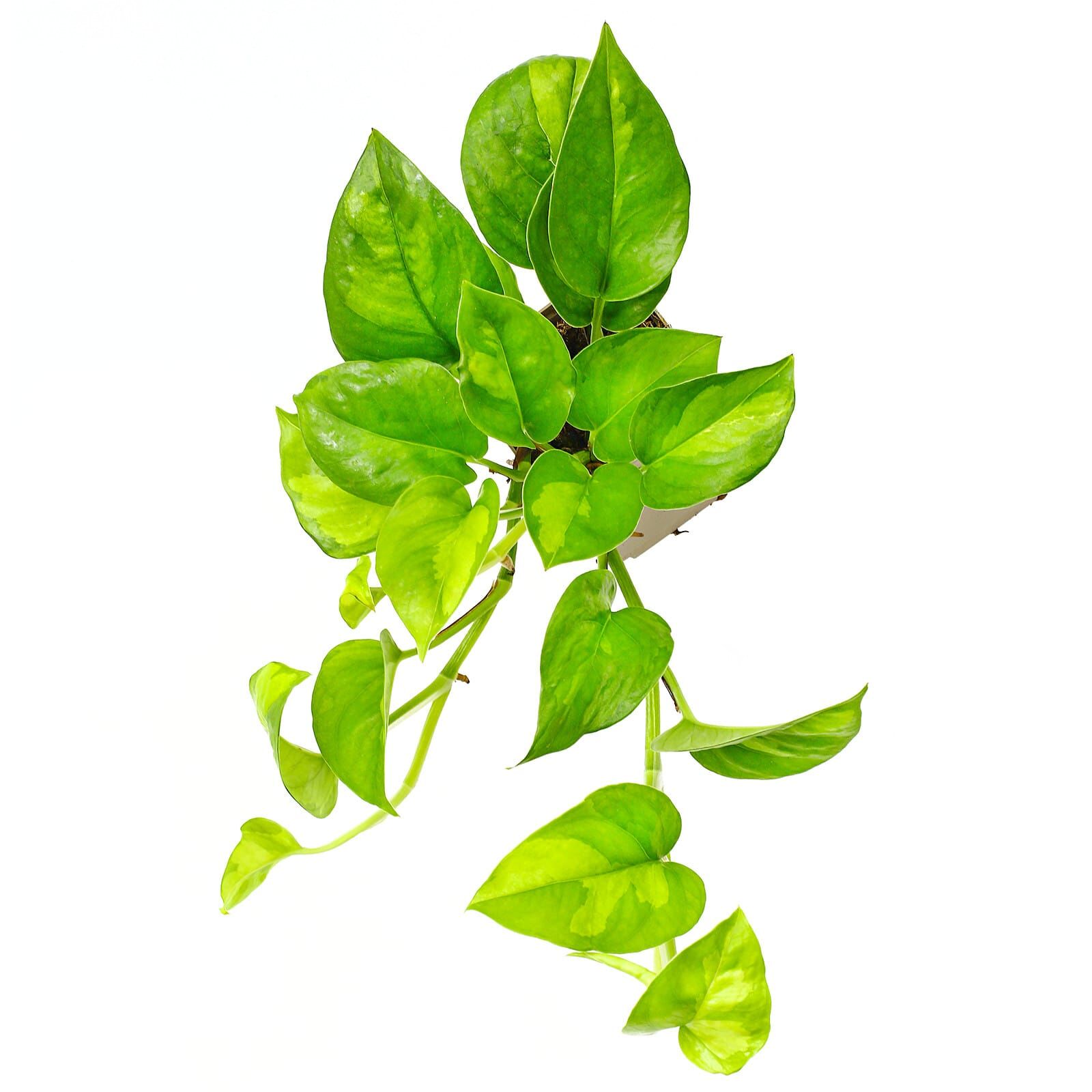 Epipremnum aureum 'Global Green' - Topf L