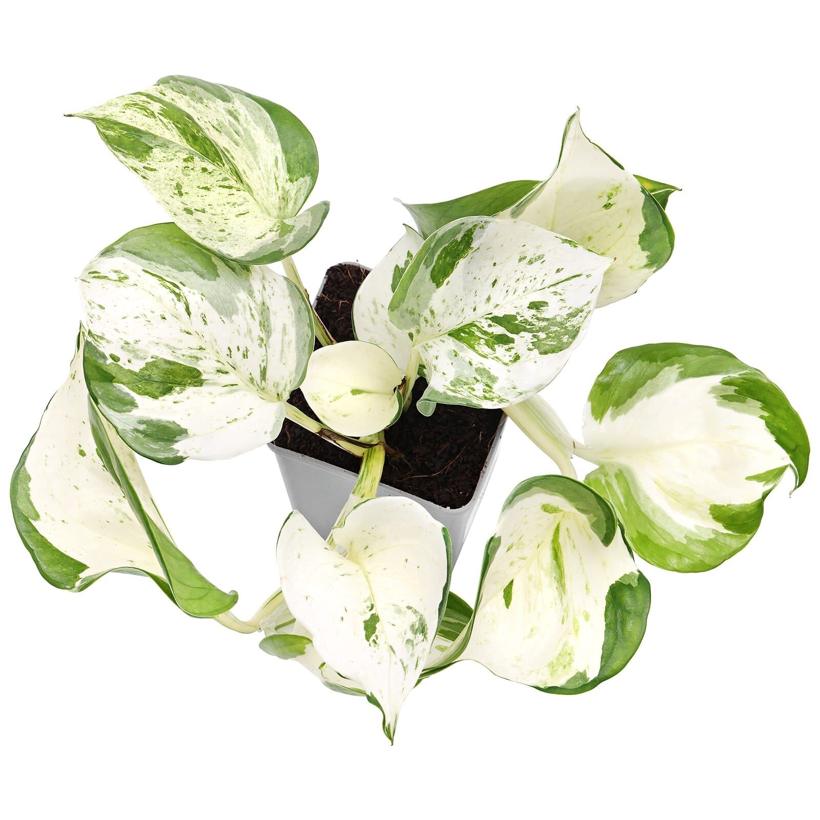 Epipremnum aureum 'Happy Leaf' - Topf L