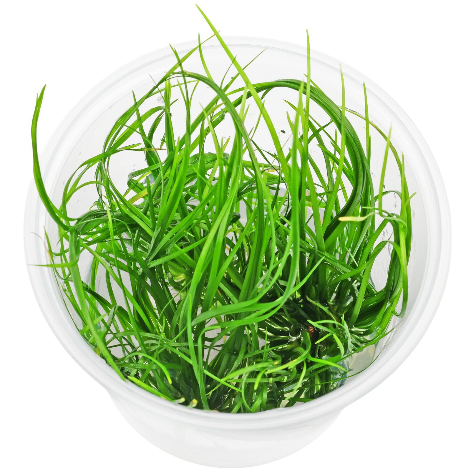 Eriocaulon breviscapum - in Vitro