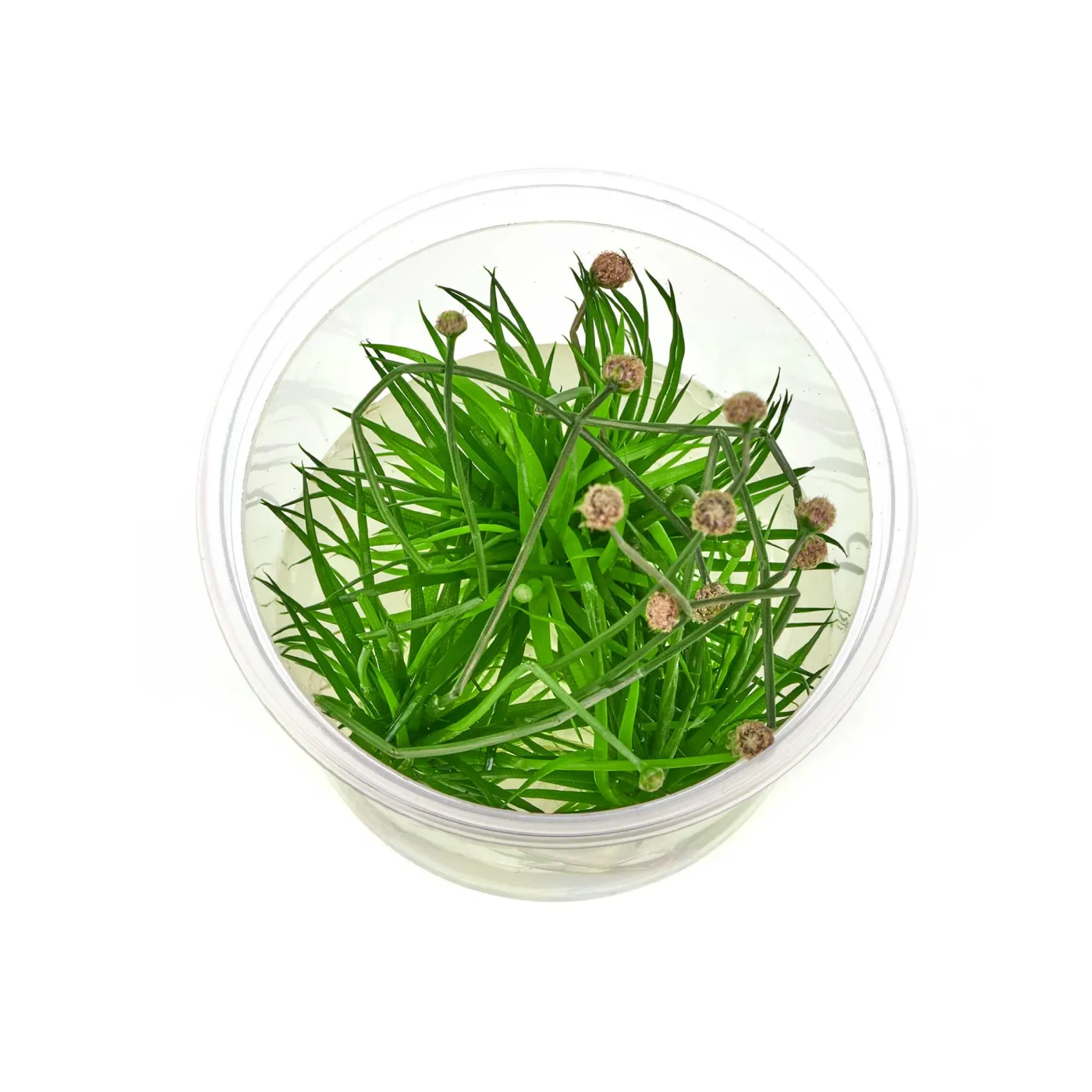 Eriocaulon cinereum - in vitro