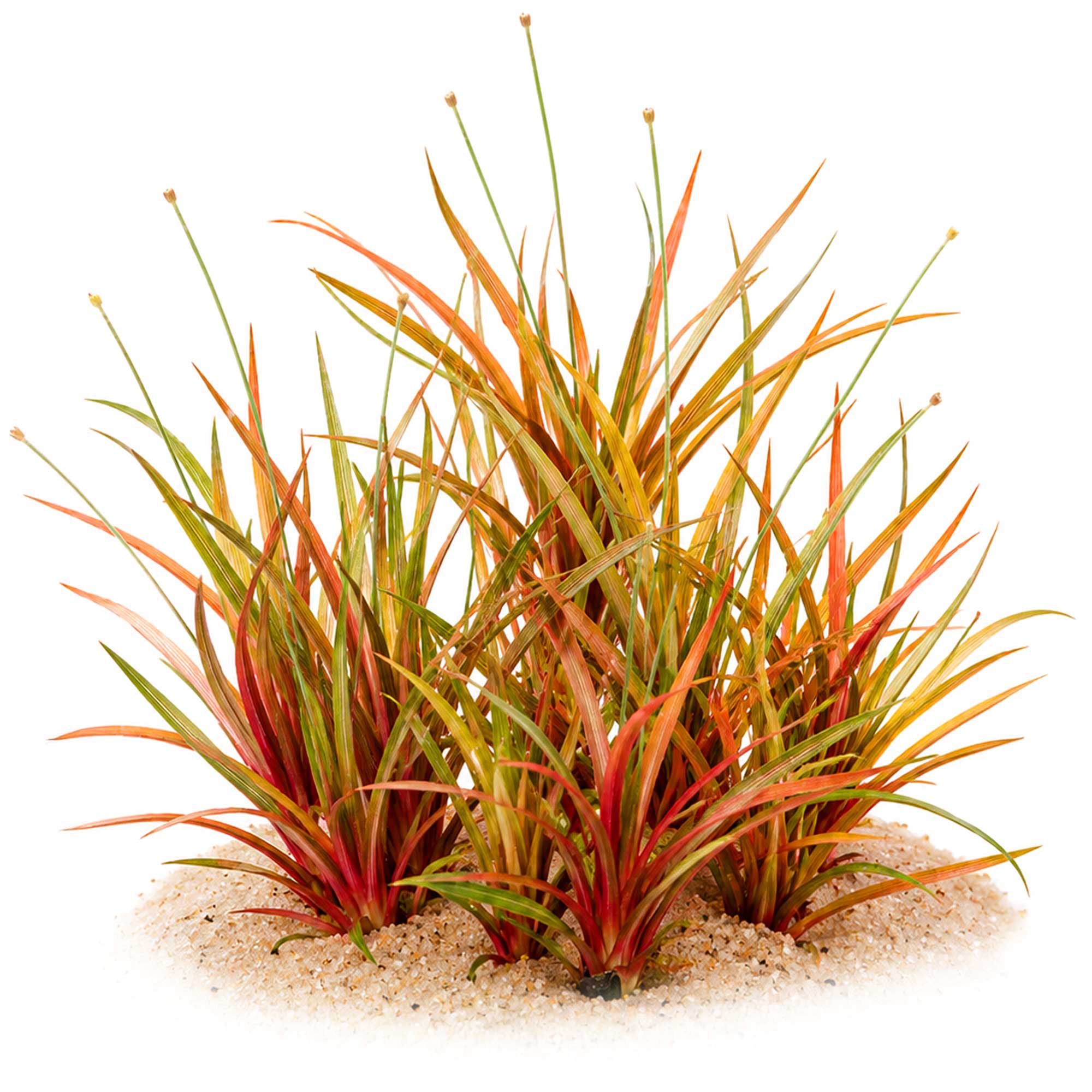 Eriocaulon Quinquangulare | Pfeifenwurz - in vitro