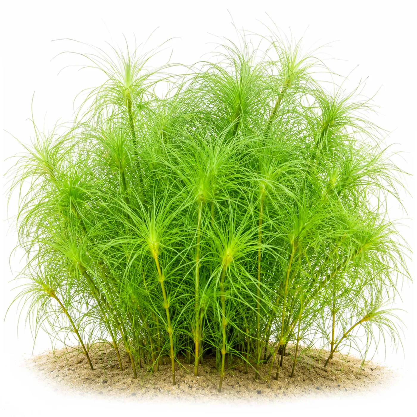 Eriocaulon Setaceum | Feines Wasserhaar - in vitro - Ø 5,5cm