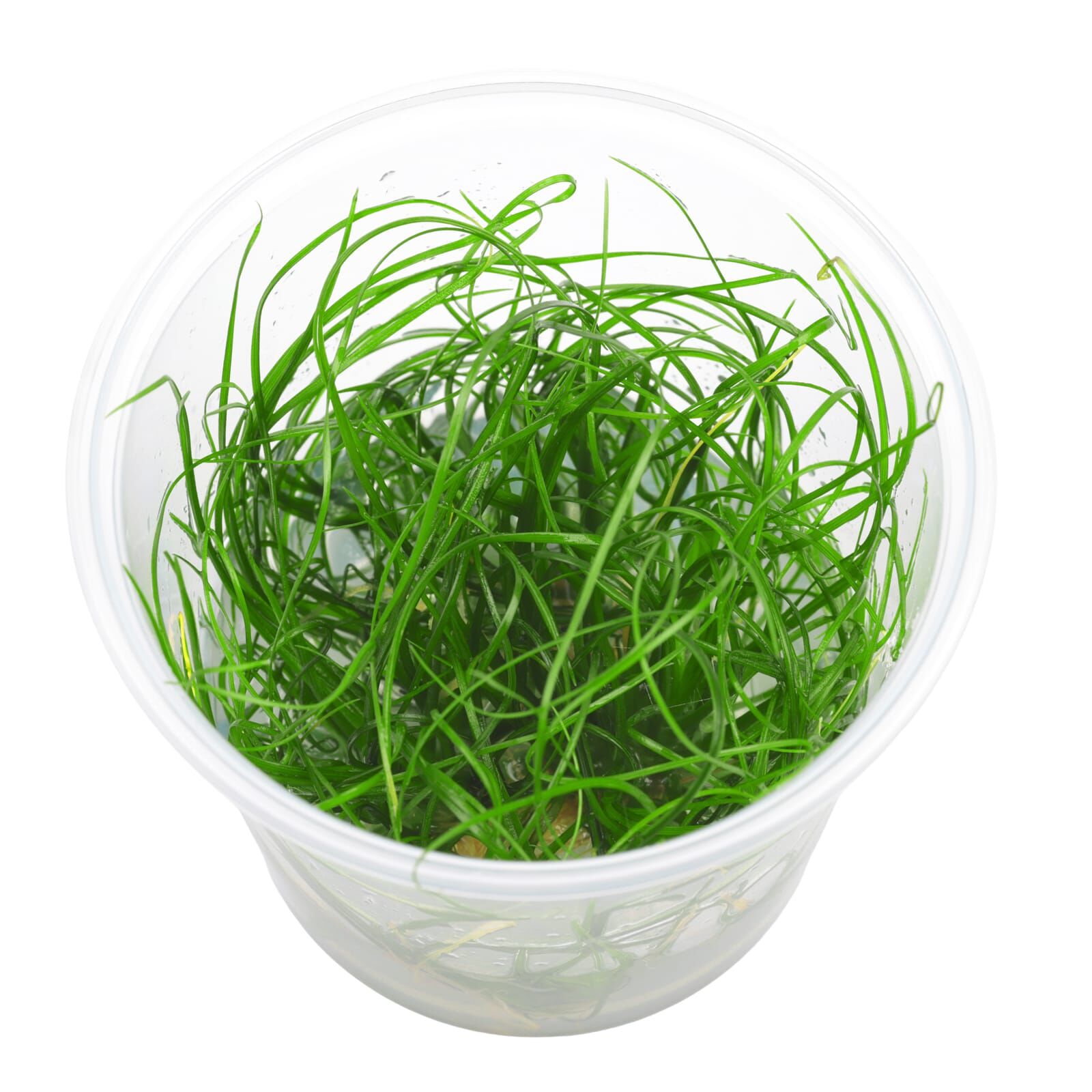 Eriocaulon sp. "Feather Duster" - in Vitro