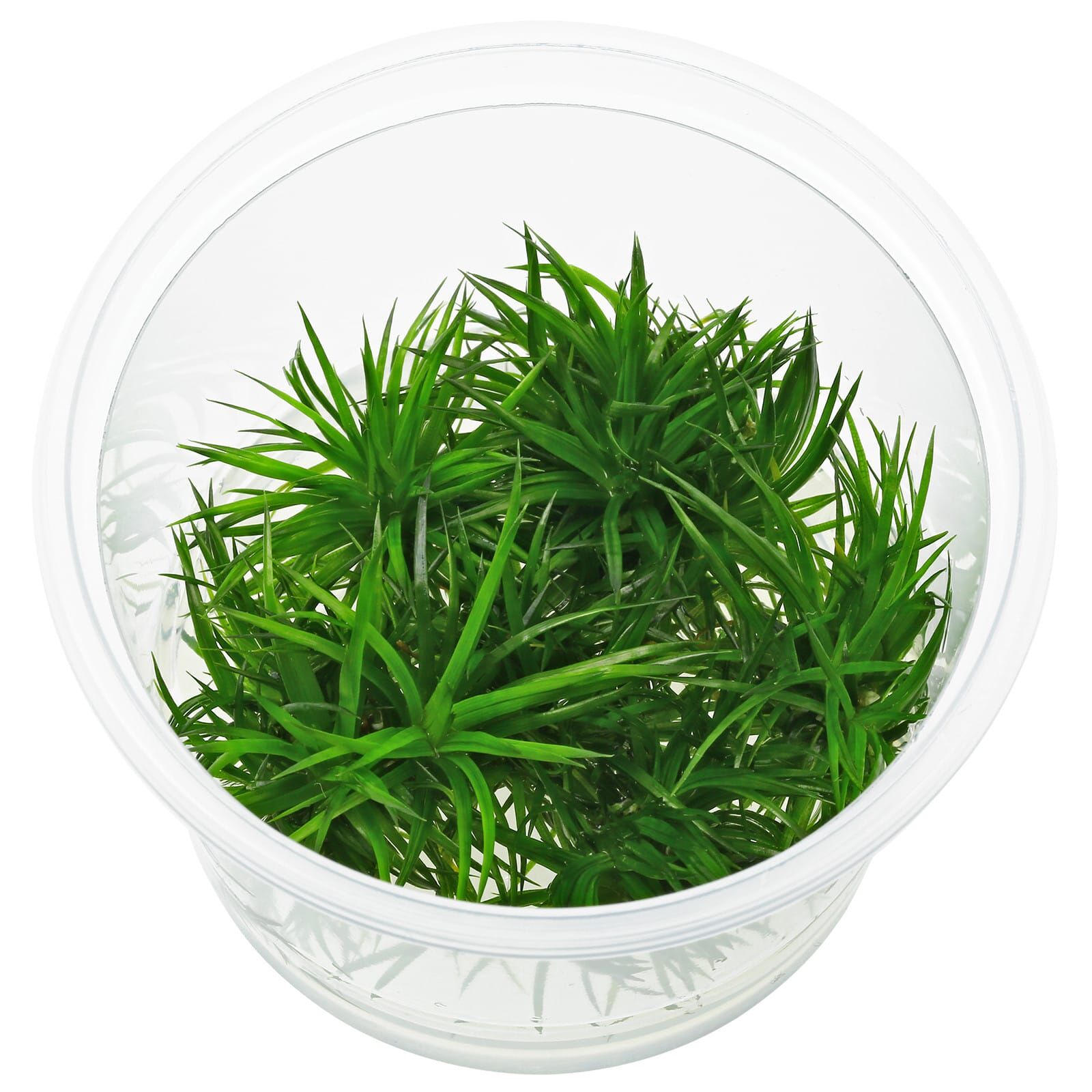 Eriocaulon sp. "Polaris" - in Vitro