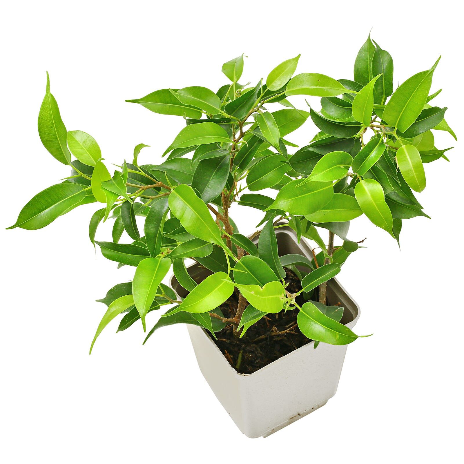 Ficus benjamina - Topf L