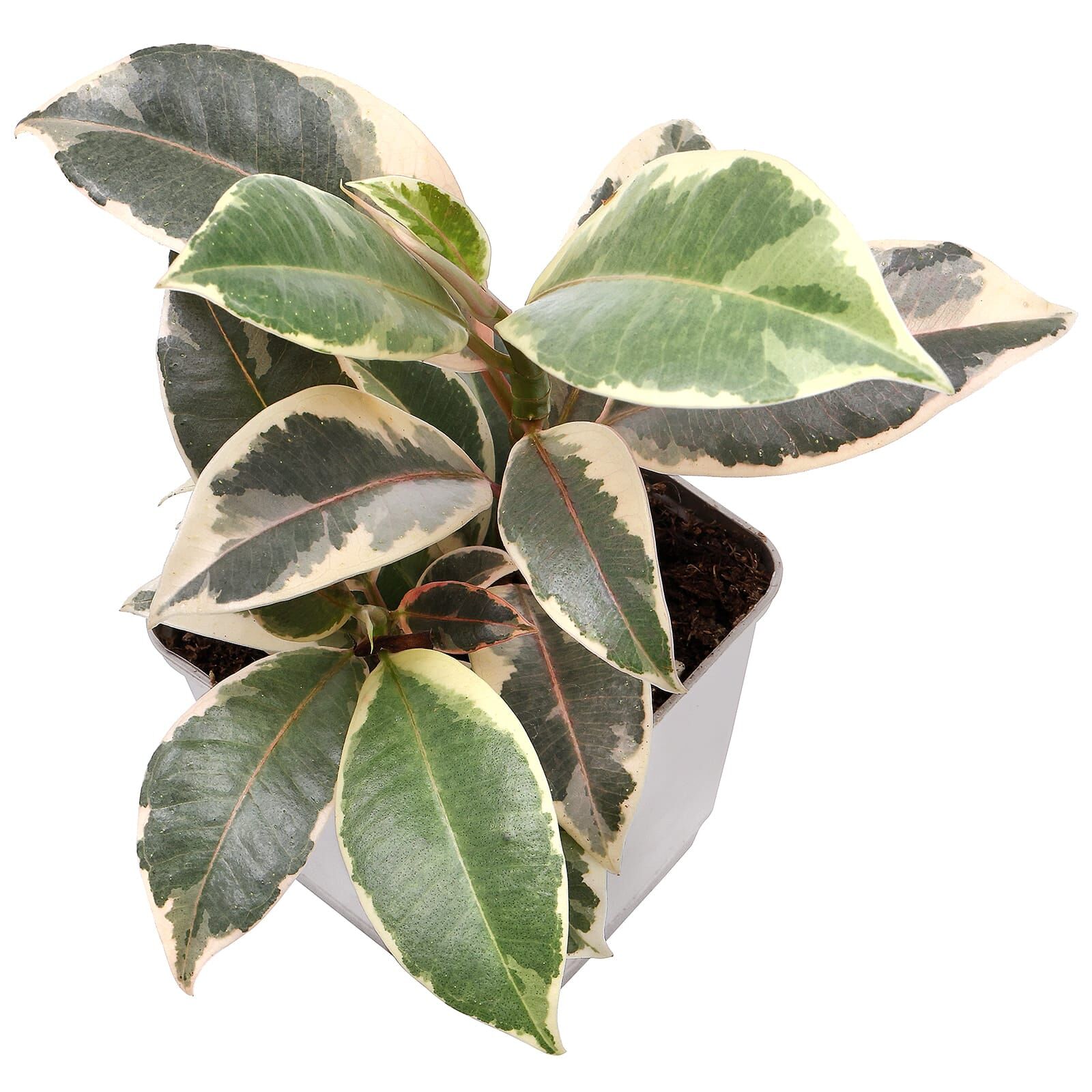Ficus elastica 'Variegata' - Topf L