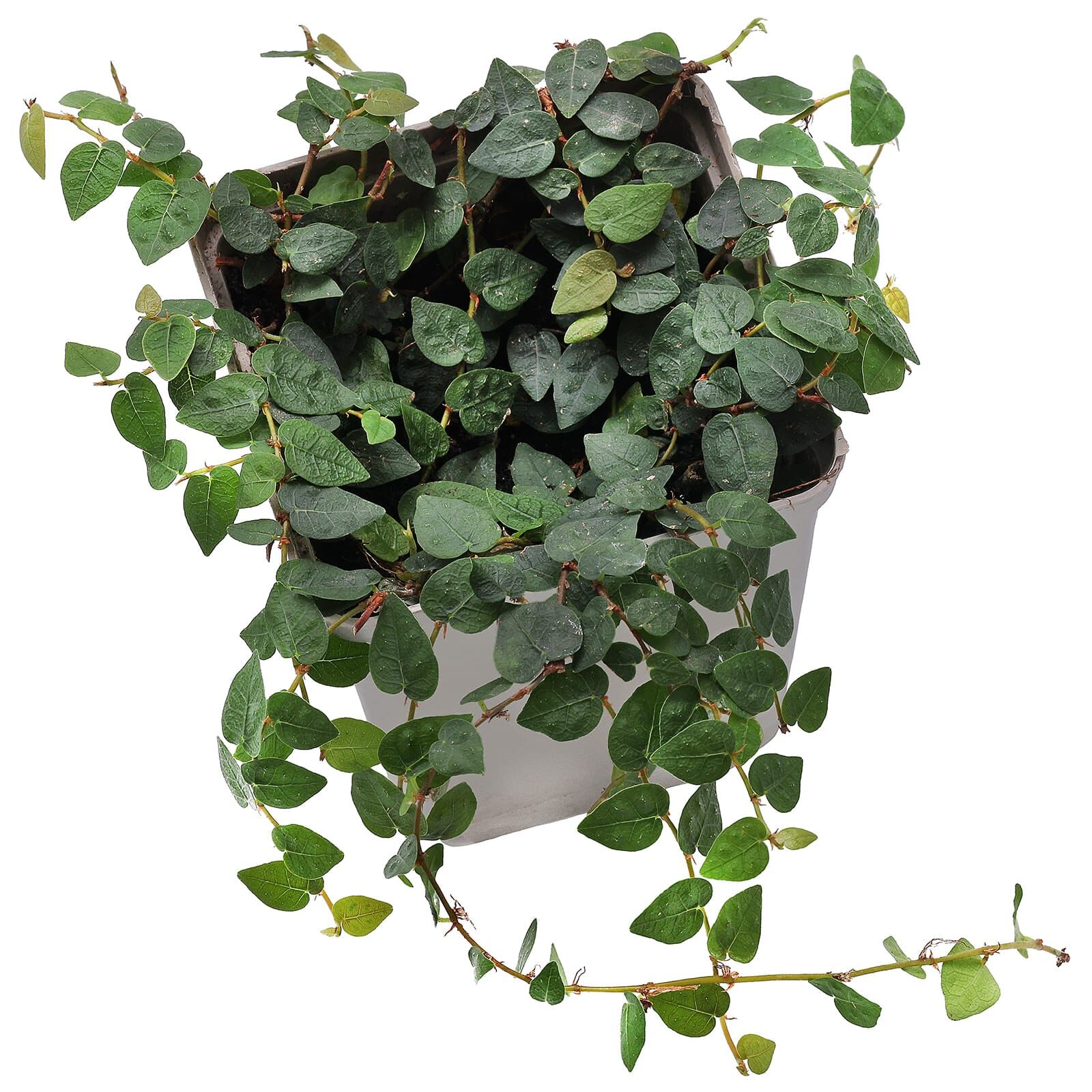 Ficus pumila "Minuta" - Topf L