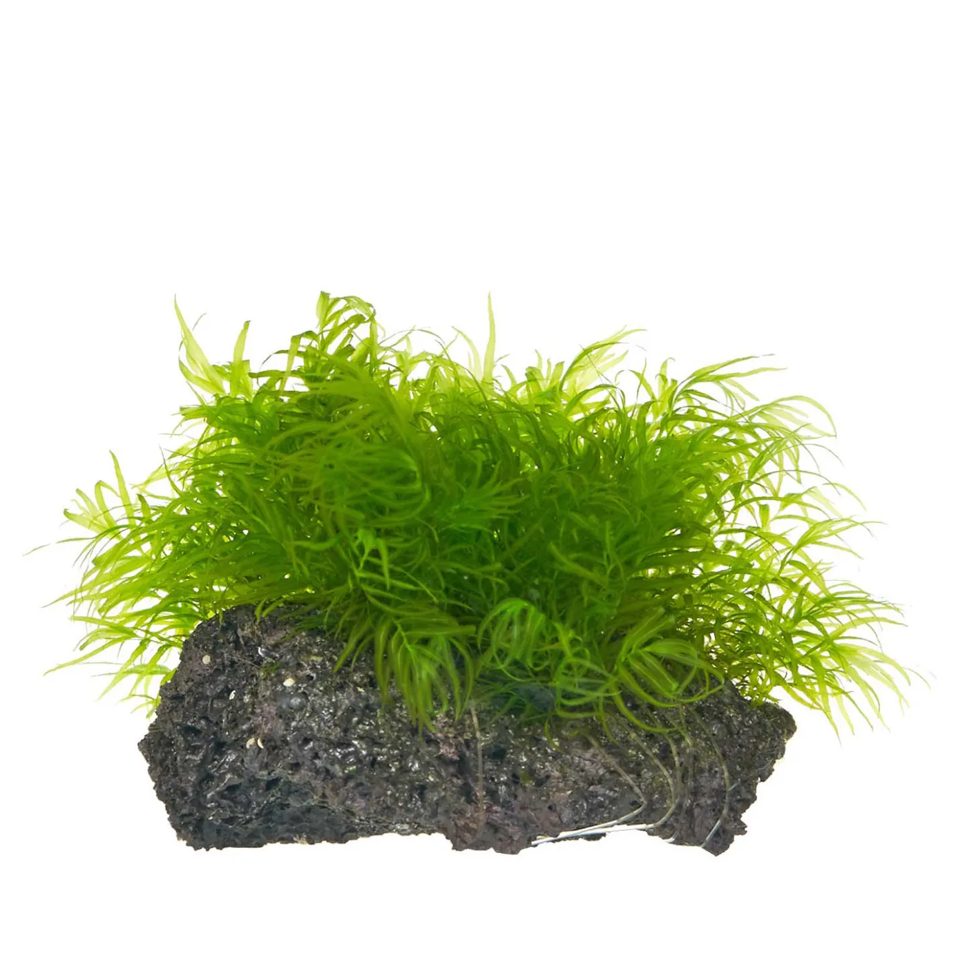 Fissidens fontanus "Phoenix Moss"