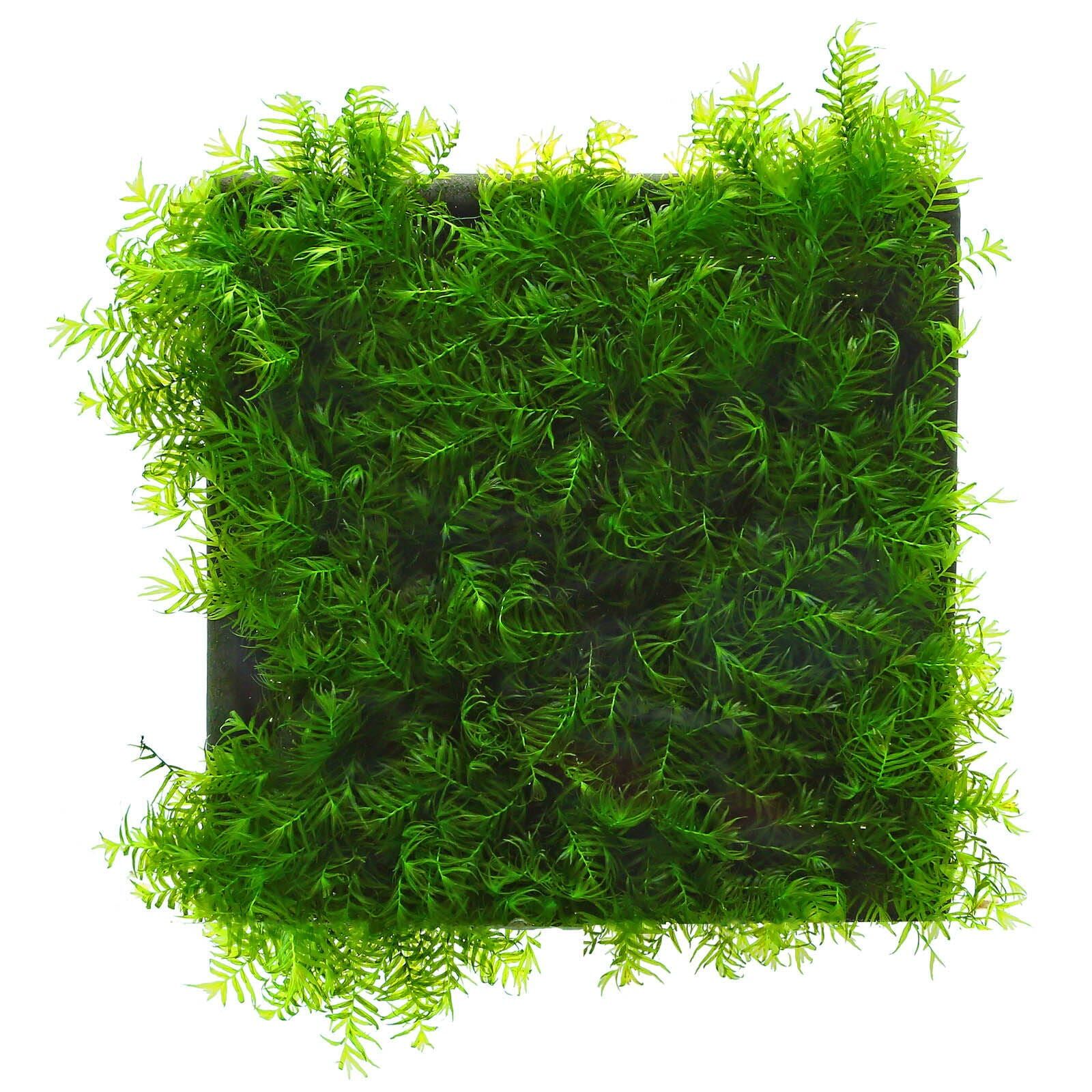 Fissidens fontanus "Phoenix Moss" Pad