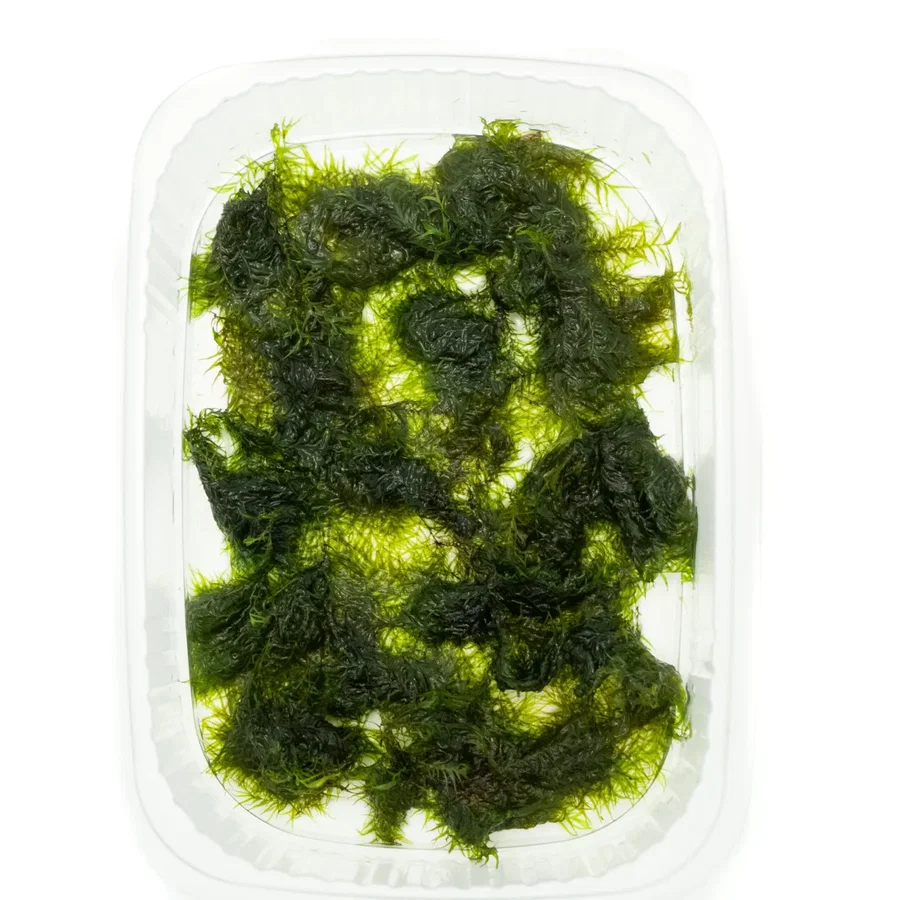 Fissidens fontanus