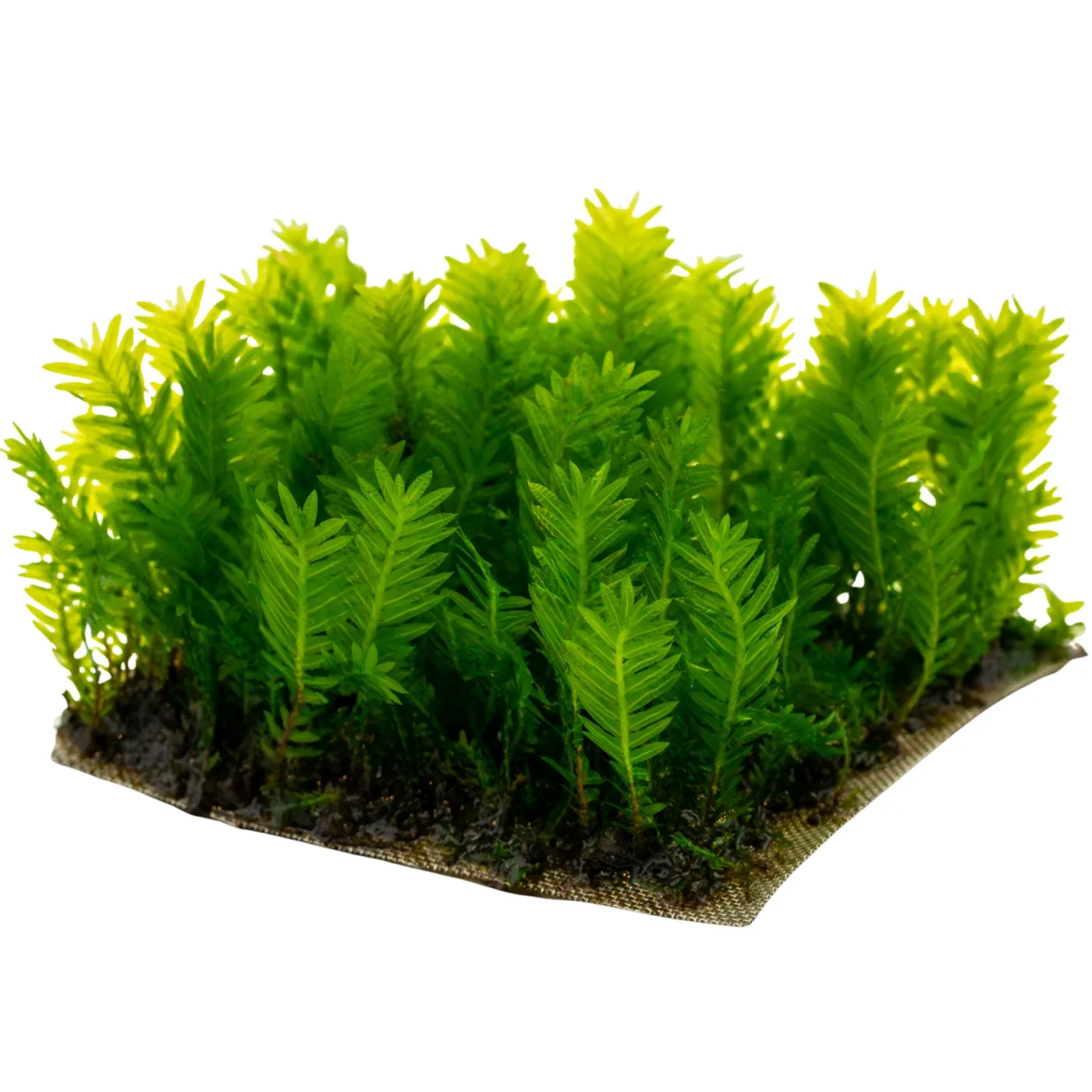 Fissidens nobilis