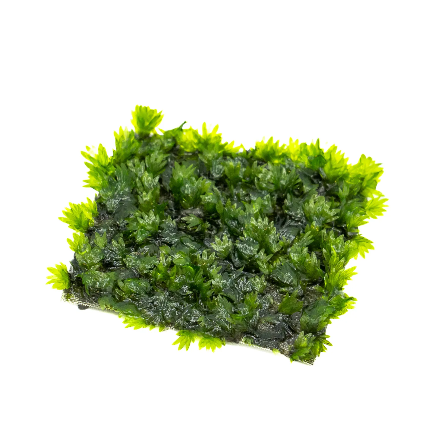 Fissidens sp. "Miroshaki"