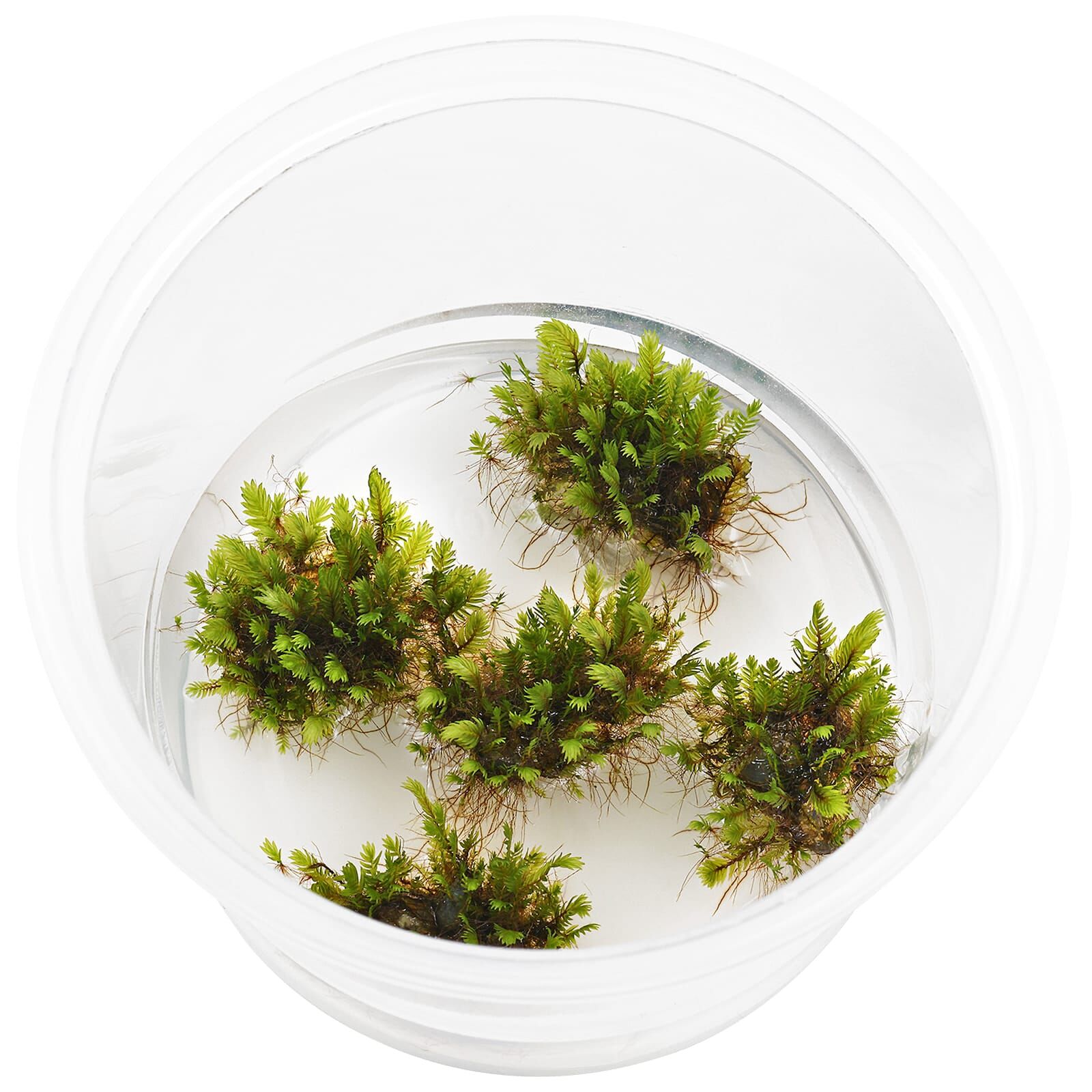 Fissidens sp. "Vietnam" - in Vitro