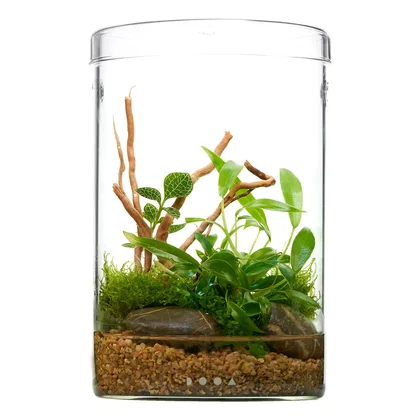 Flaschengarten Wabi-Kusa Set mit Philodendron & Juwelorchidee