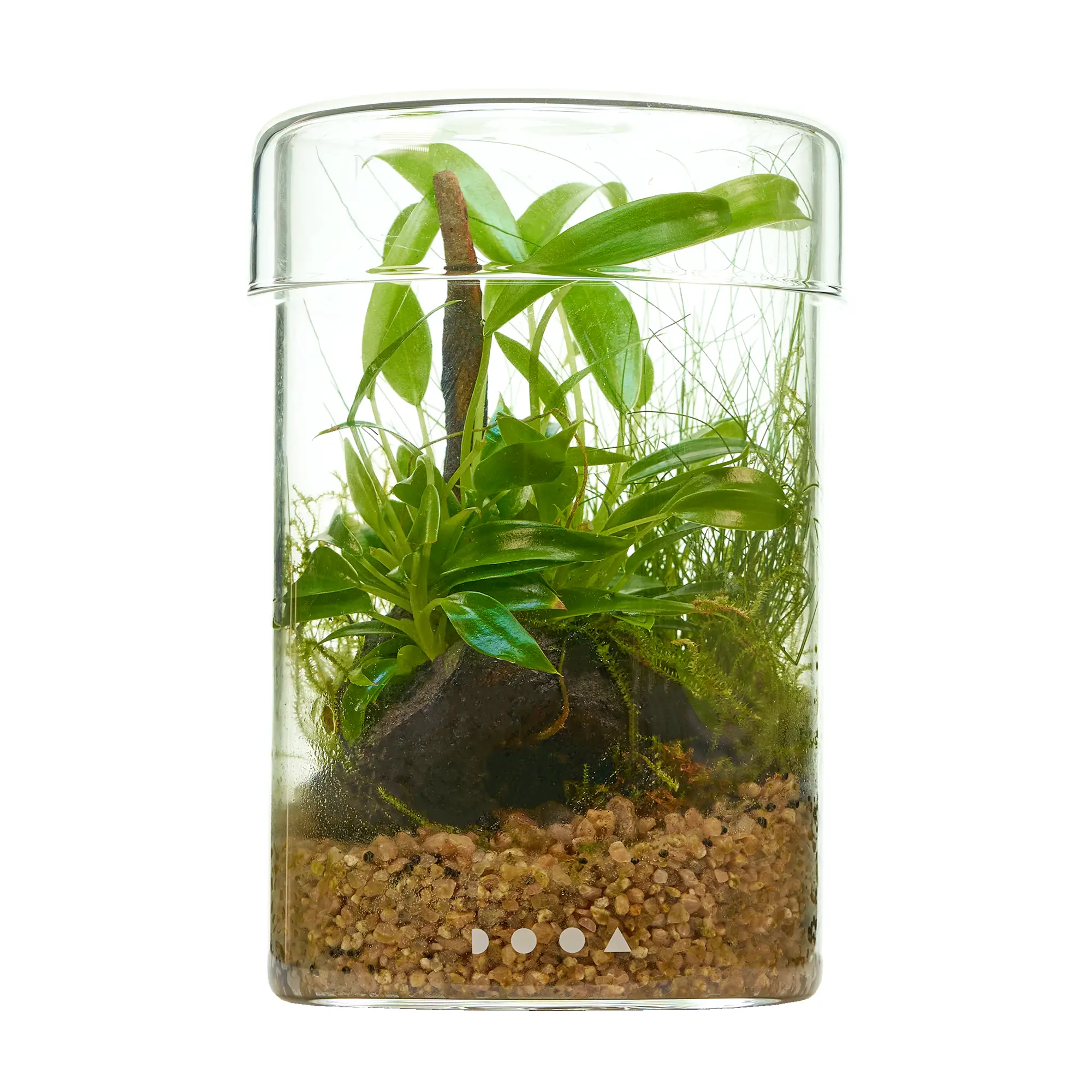 Flaschengarten Wabi-Kusa Set mit Philodendron