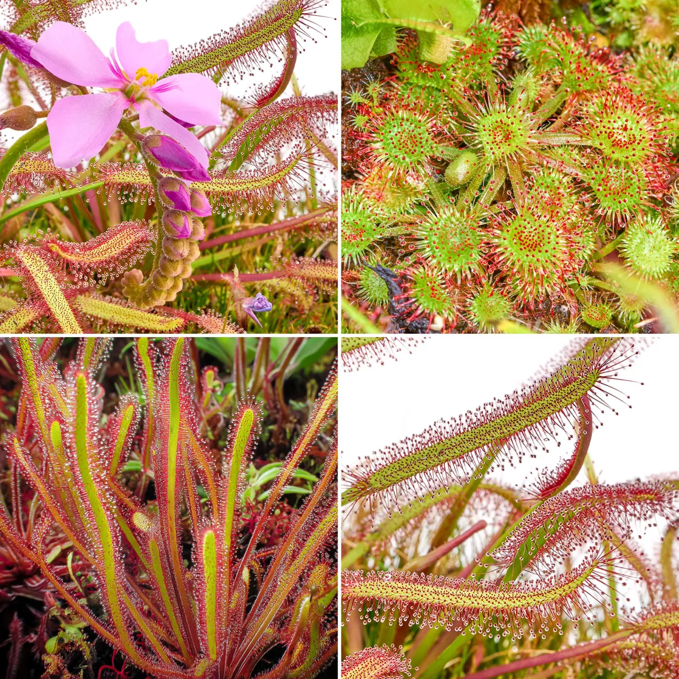 Fleischfressende Pflanzen Terrarium | Karnivorent Set bis zu 4 Stk. | Sonnentau & co - in vitro