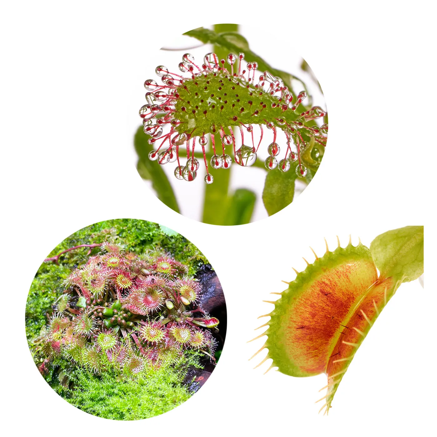 Fleischfressende Pflanzen Terrarium Set | 3 x Karnivoren - in vitro