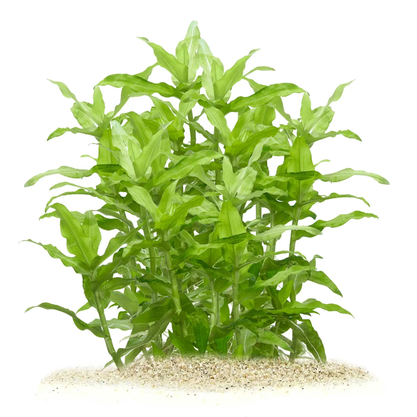 Floscopa cf. Scandens | Wasserbambus - in vitro XL - Ø 8,5cm