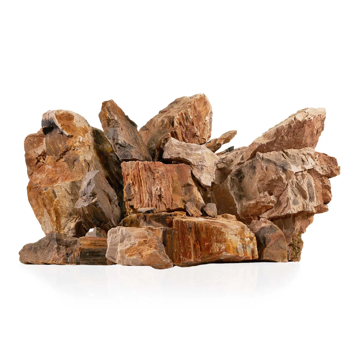 Fossilized Wood | Versteinertes Holz