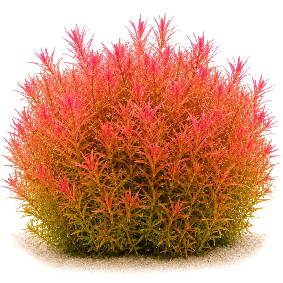 Rotala rotundifolia "H'Ra" / "Gia Lai" - in vitro