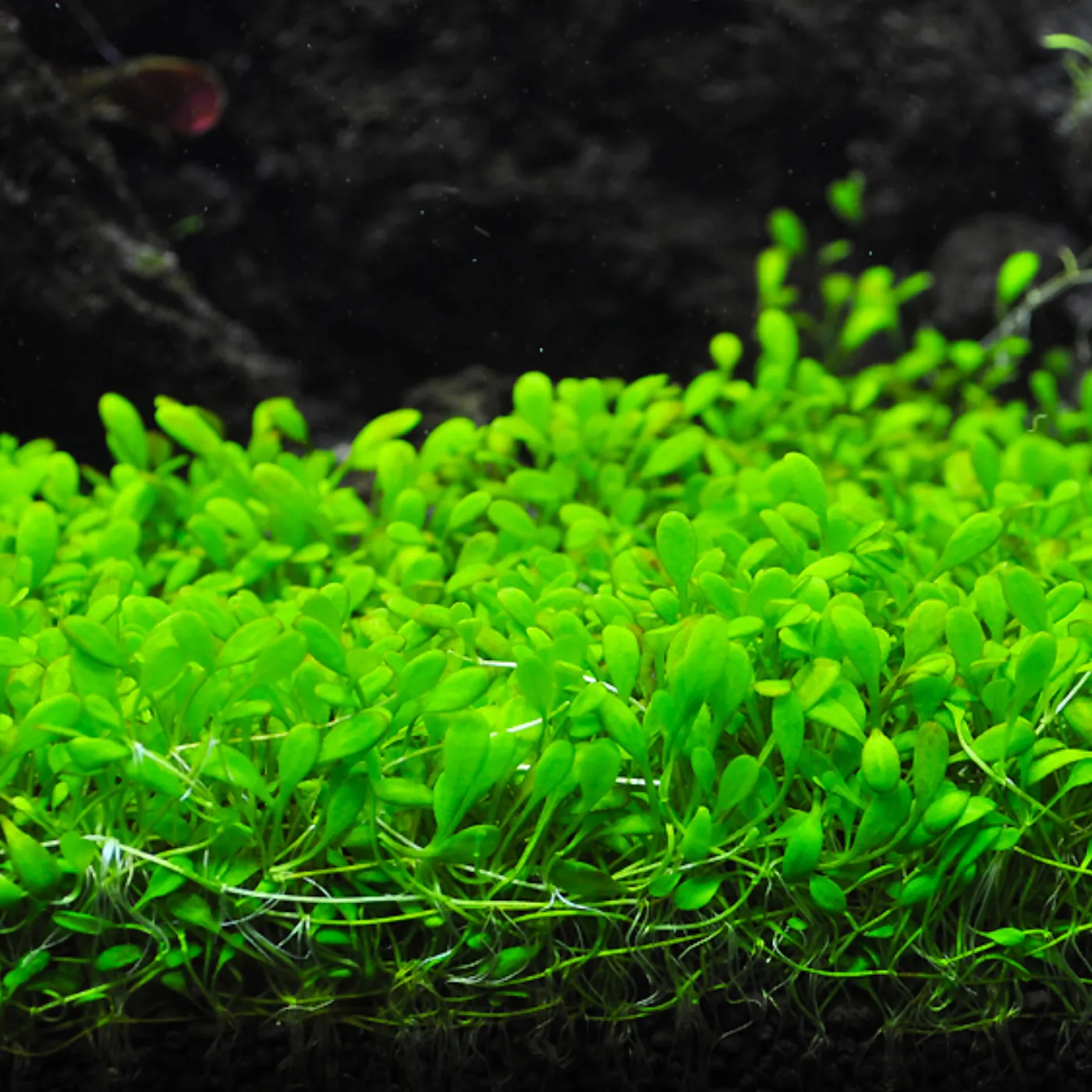 Glossostigma elatinoides | Australisches Zungenblatt - in vitro