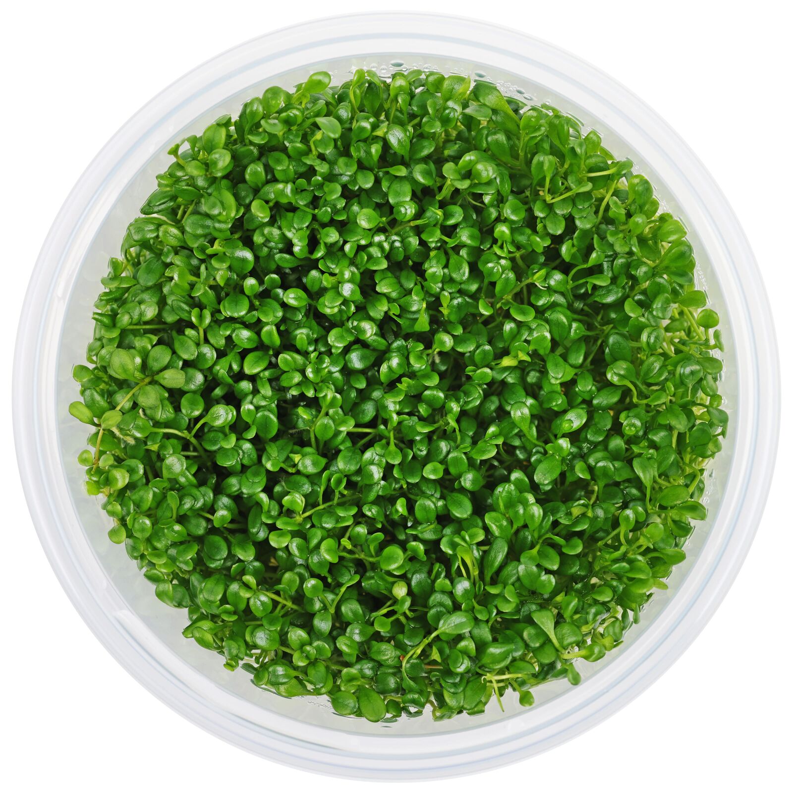 Glossostigma elatinoides 'Compact' - in Vitro XL