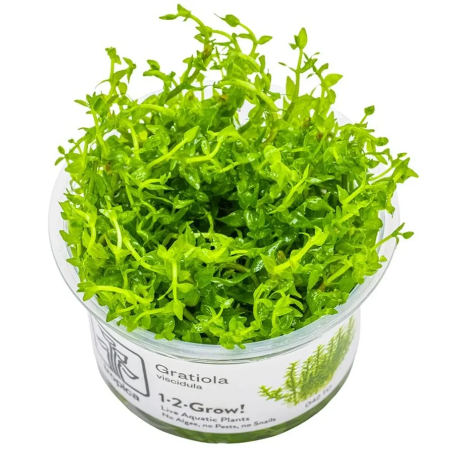 Gratiola viscidula 1-2-Grow! - Tropica 042 TC - In Vitro