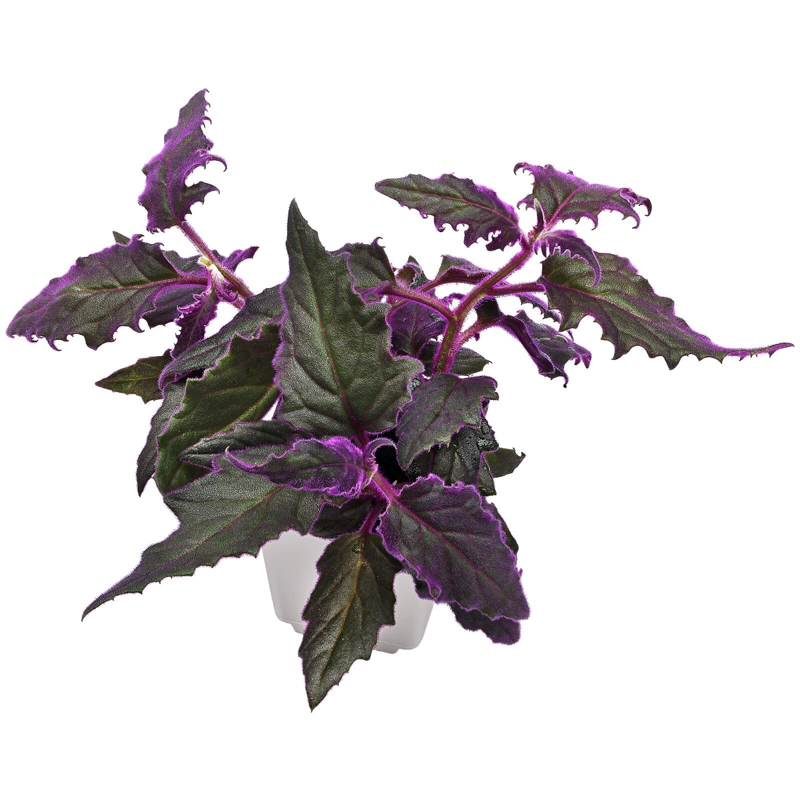 Gynura aurantiaca - Topf L