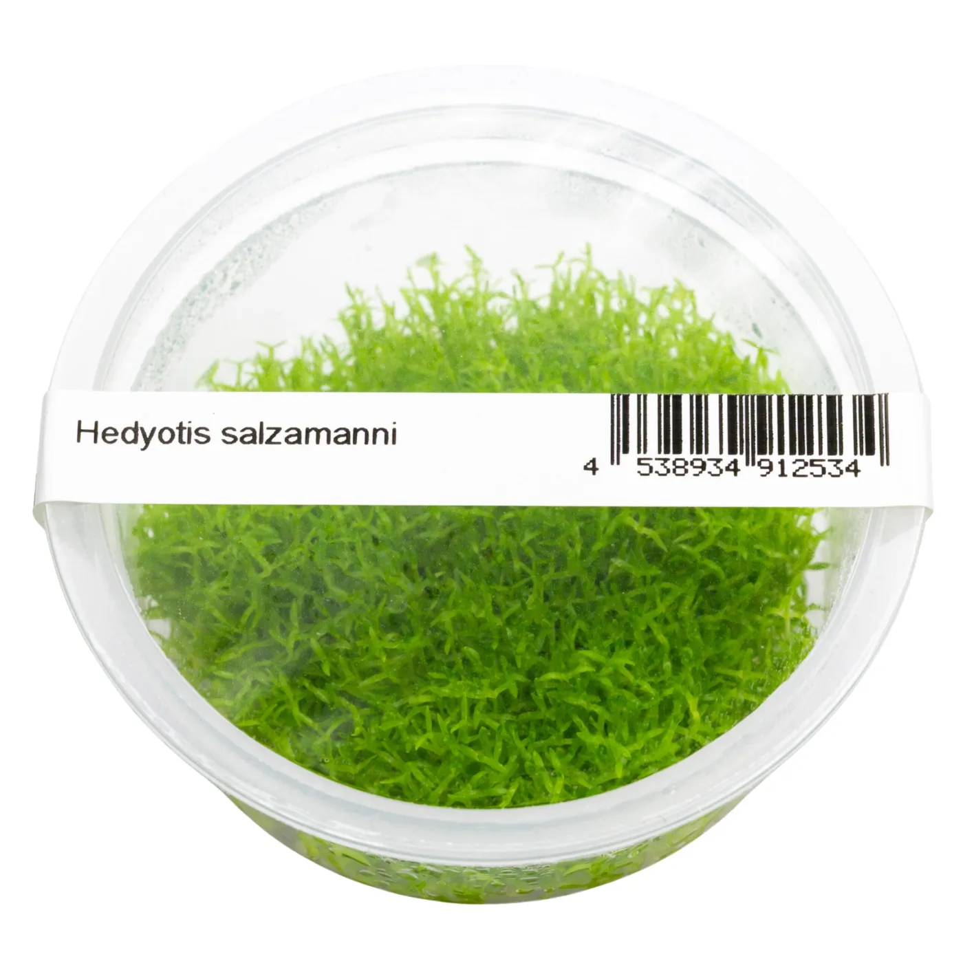 Hedyotis salzamanni