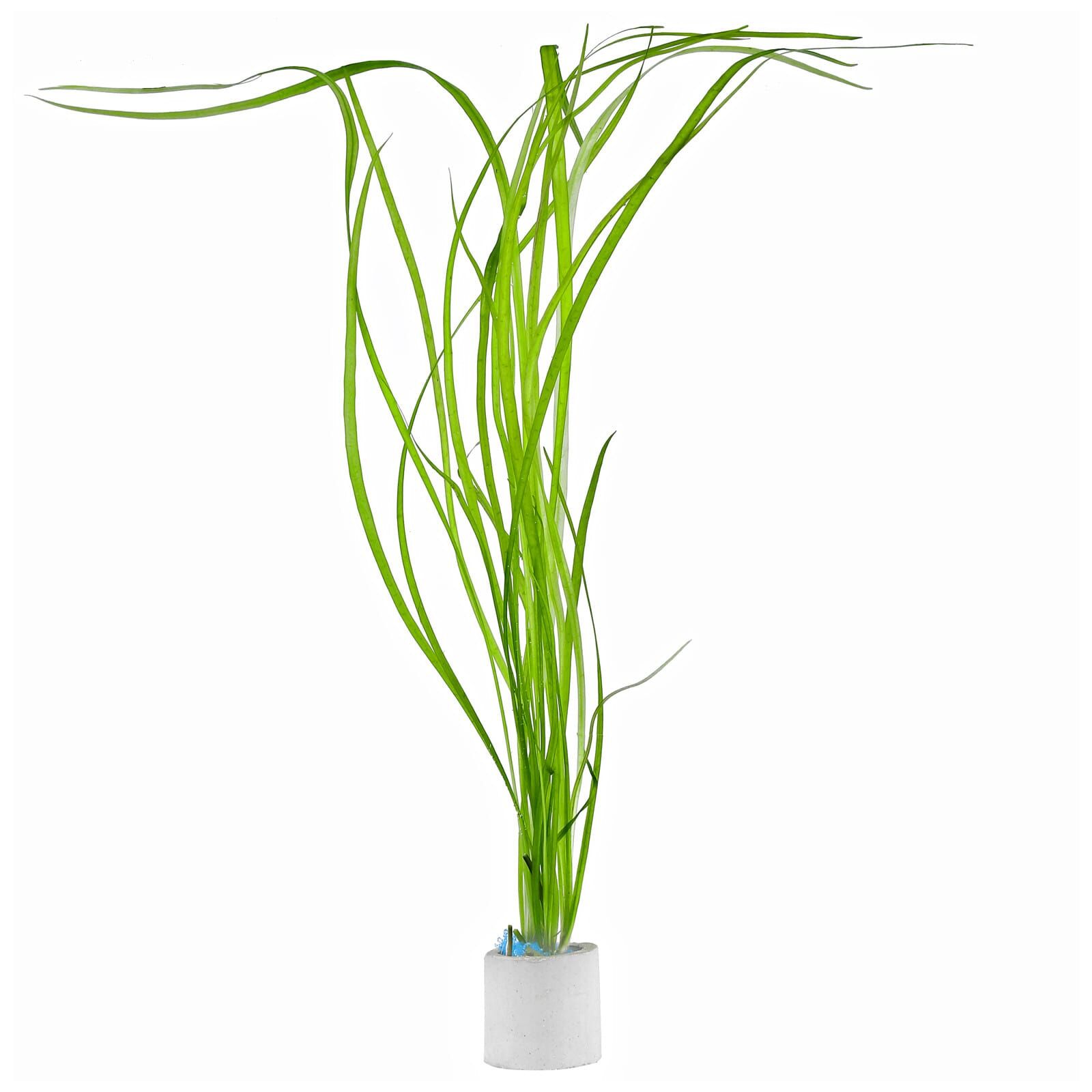 Helanthium bolivianum 'Angustifolius' - Portion