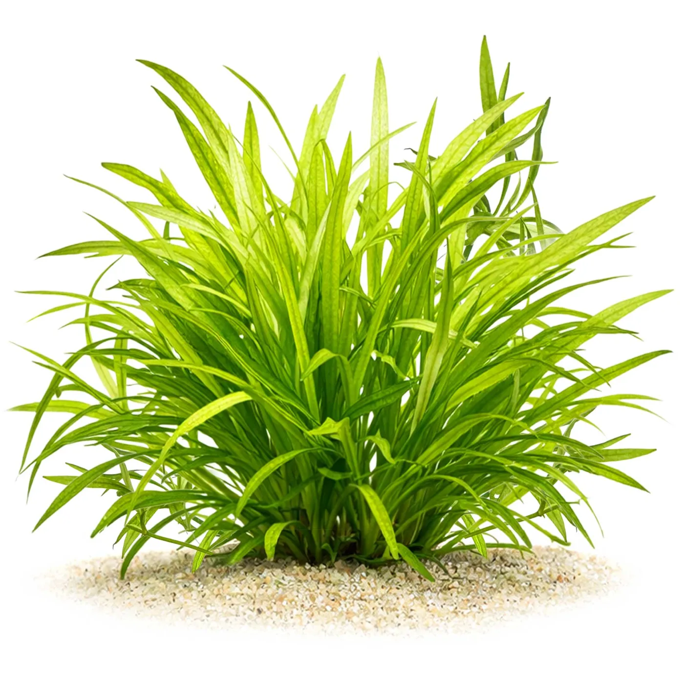 Helanthium bolivianum "Latifolius" | Mittlere Schwertpflanze - in vitro XL - Ø 8,5cm