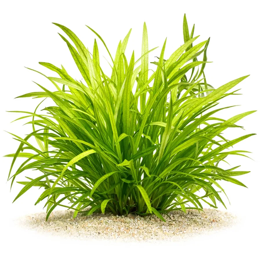 Helanthium bolivianum "Latifolius" | Mittlere Schwertpflanze - in vitro XL - Ø 8,5cm