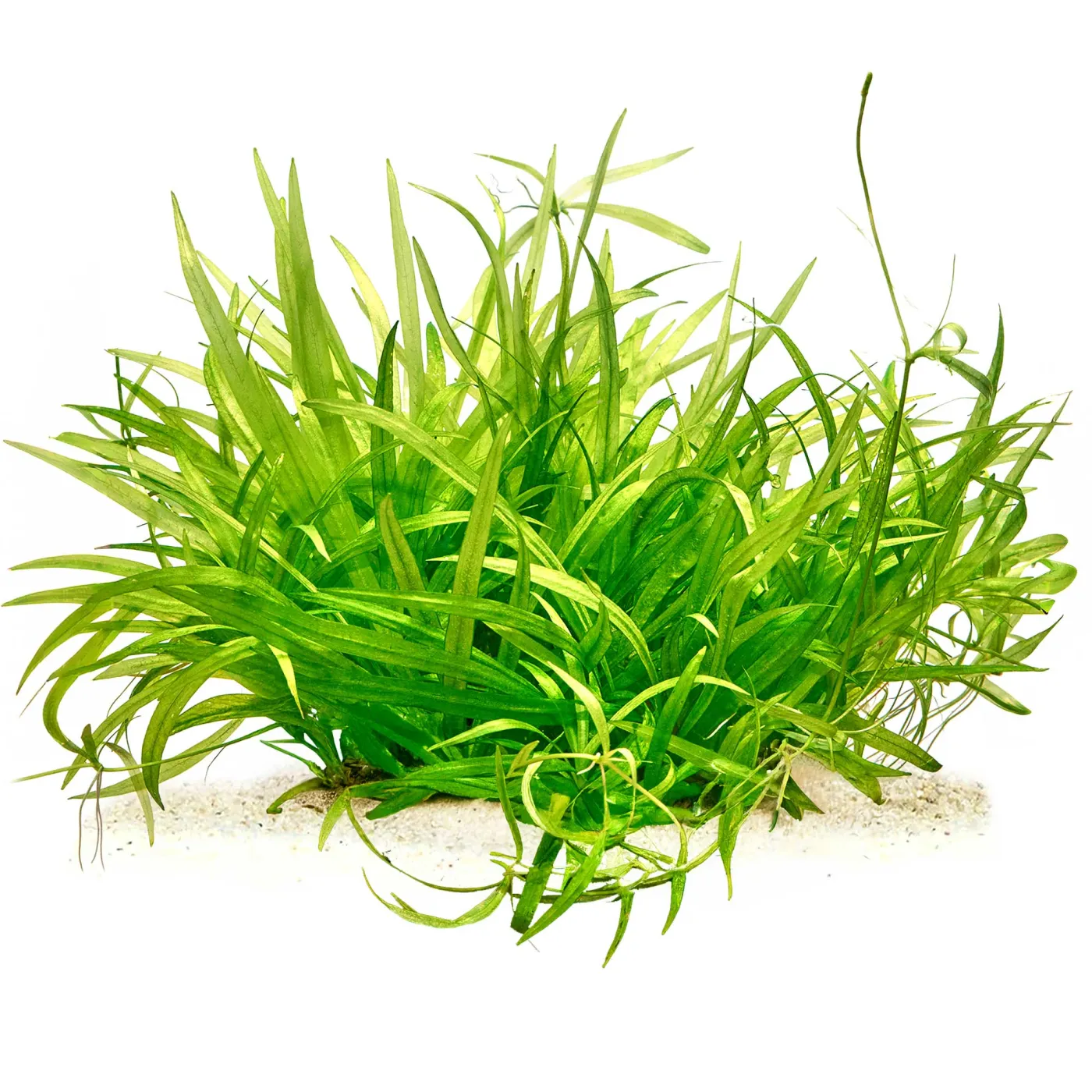 Helanthium bolivianum "quadricostatus" | Zwergschwertpflanze - in vitro