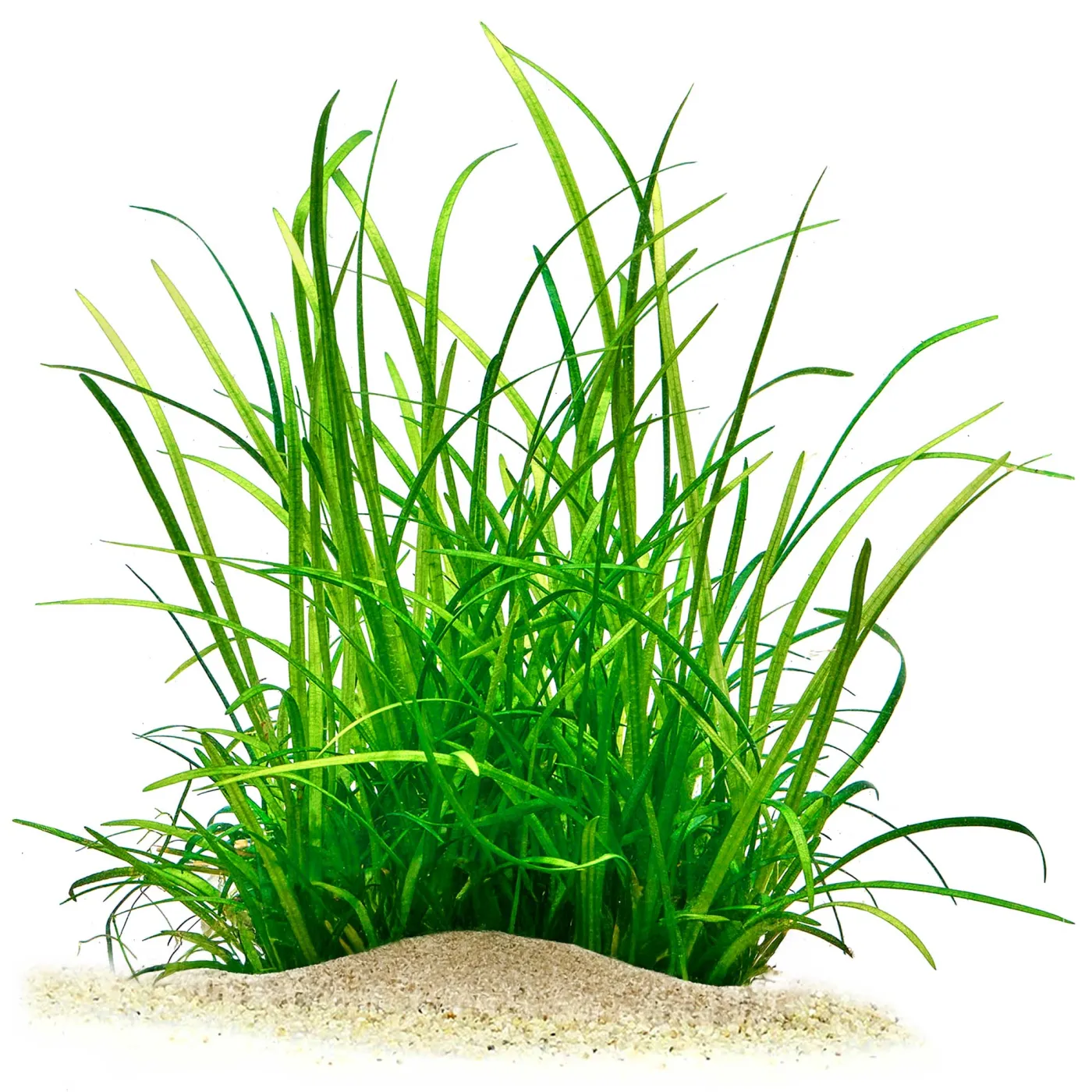Helanthium tenellum | Grasartige Zwergschwertpflanze - in vitro XL - Ø 8,5cm