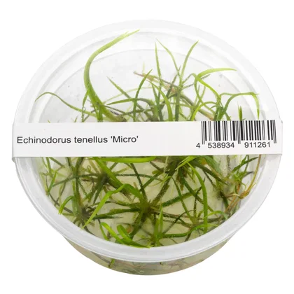 Helanthium tenellum 'Micro'