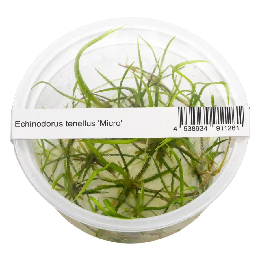 Helanthium tenellum 'Micro'