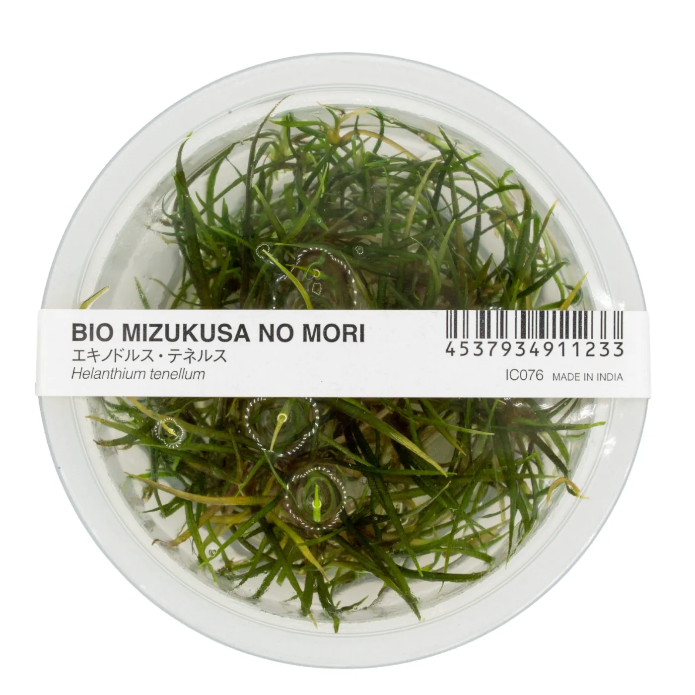 Helanthium tenellum "Red"