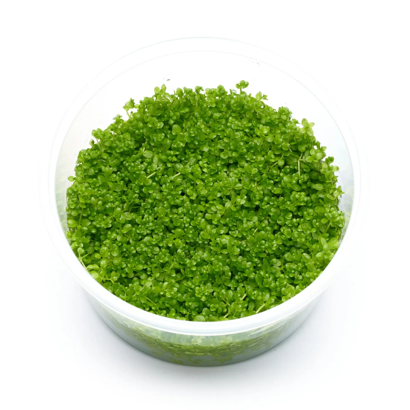 Hemianthus callitrichoides "Cuba" | Kuba Perlkraut - in vitro