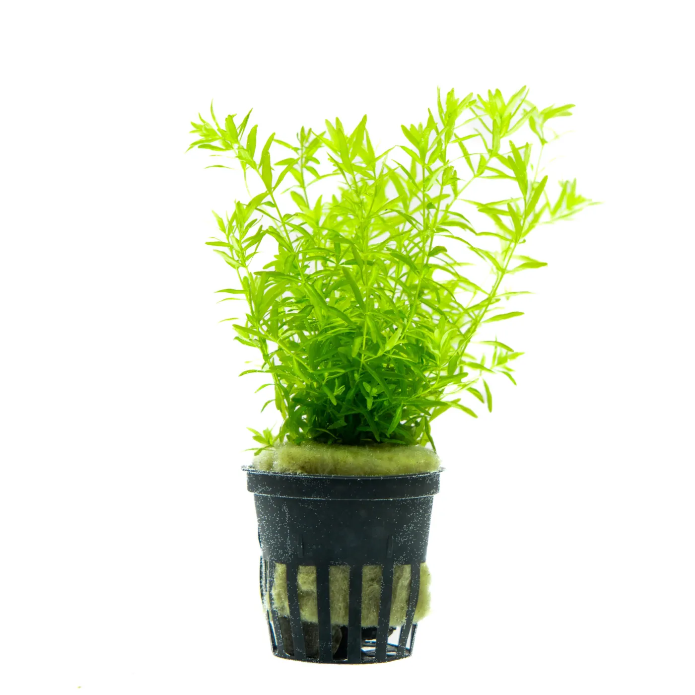 Hemianthus glomeratus - Quirlblättriges Perlenkraut
