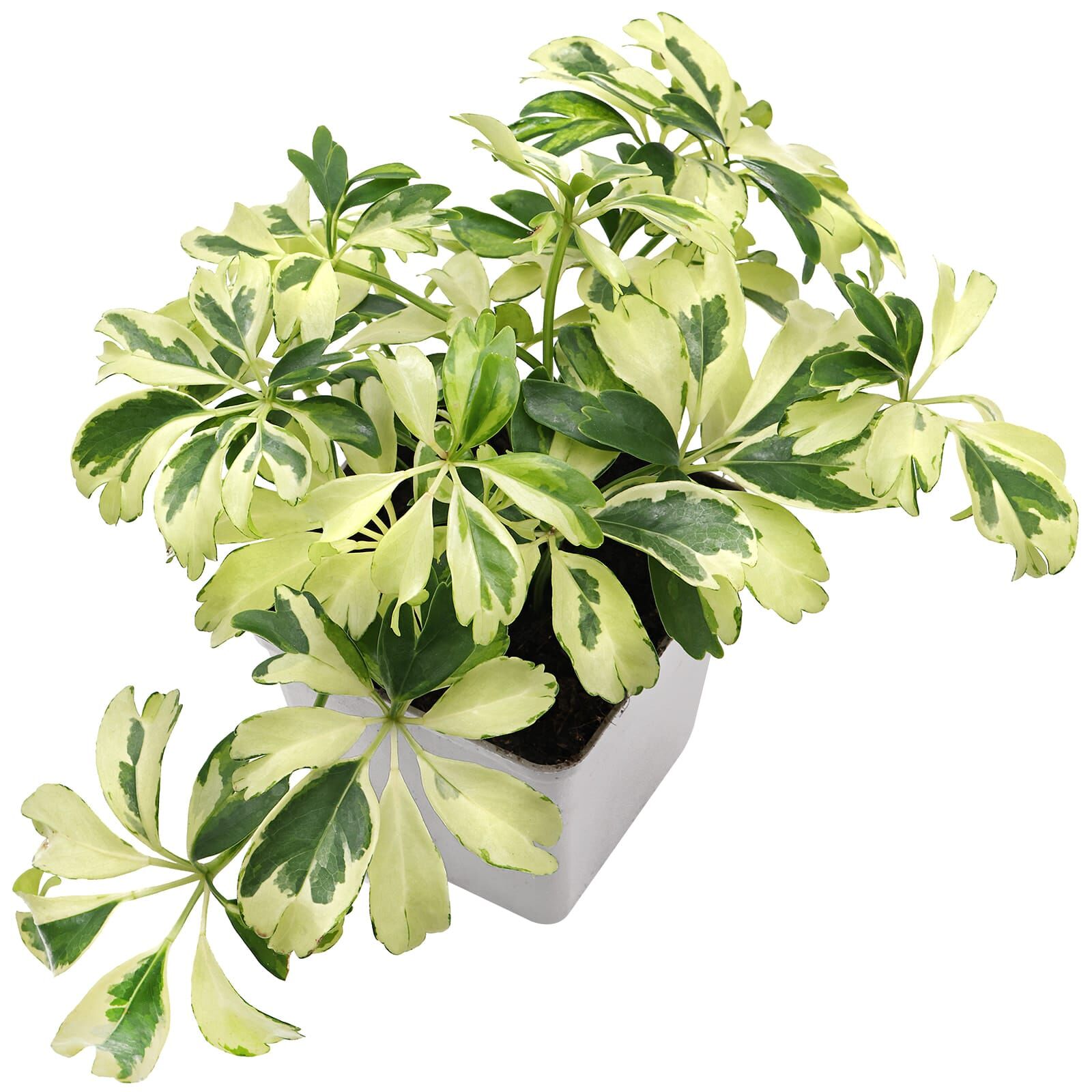 Heptapleurum arboricola 'Variegata' - Topf L