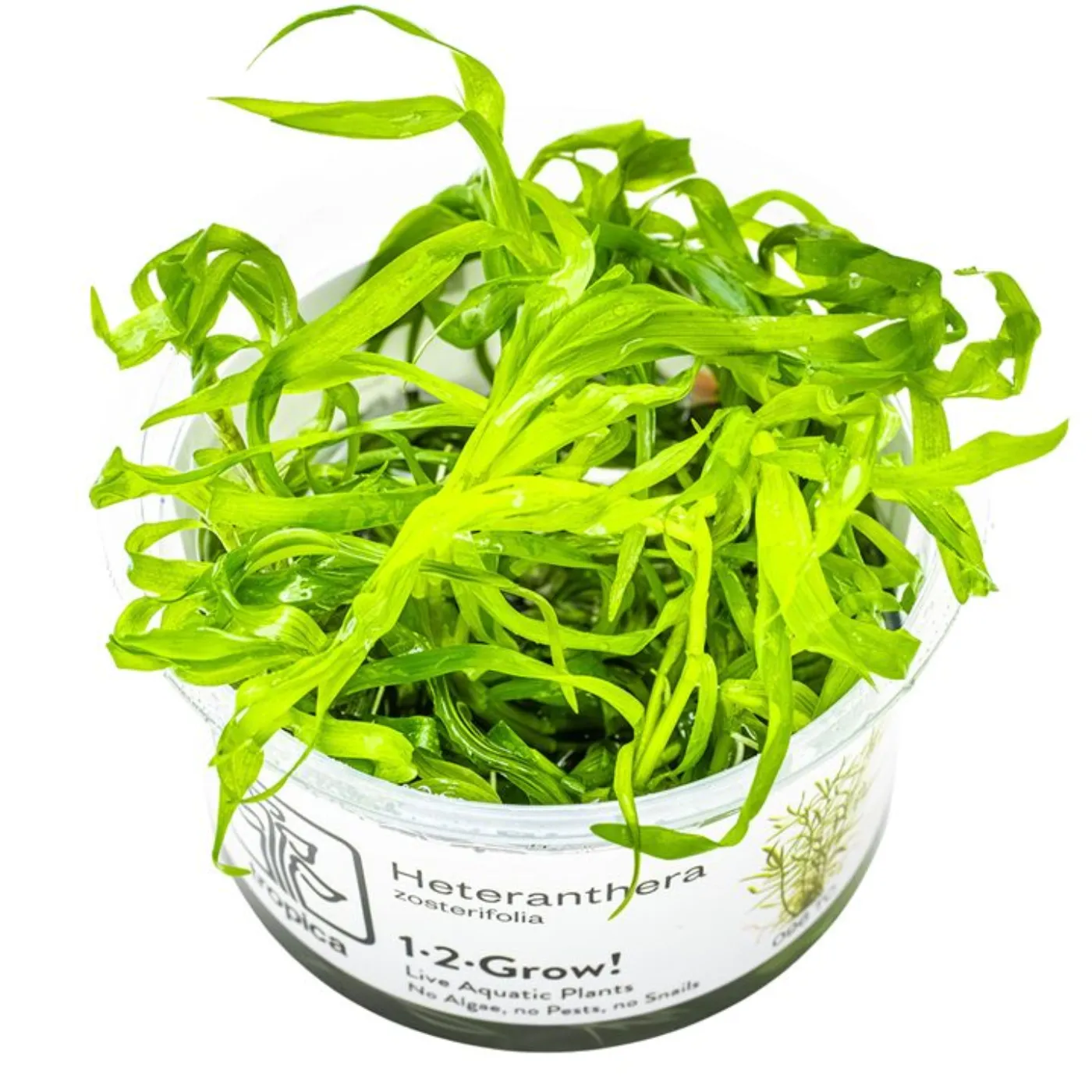 Heteranthera zosterifolia 1-2-Grow!