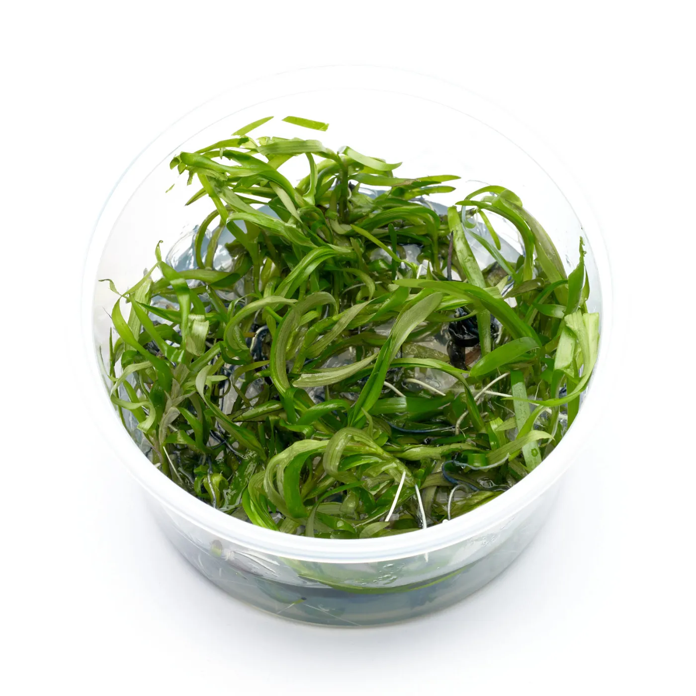 Hetheranthera zosterifolia | Seegrasblättriges Trugkölbchen - in vitro