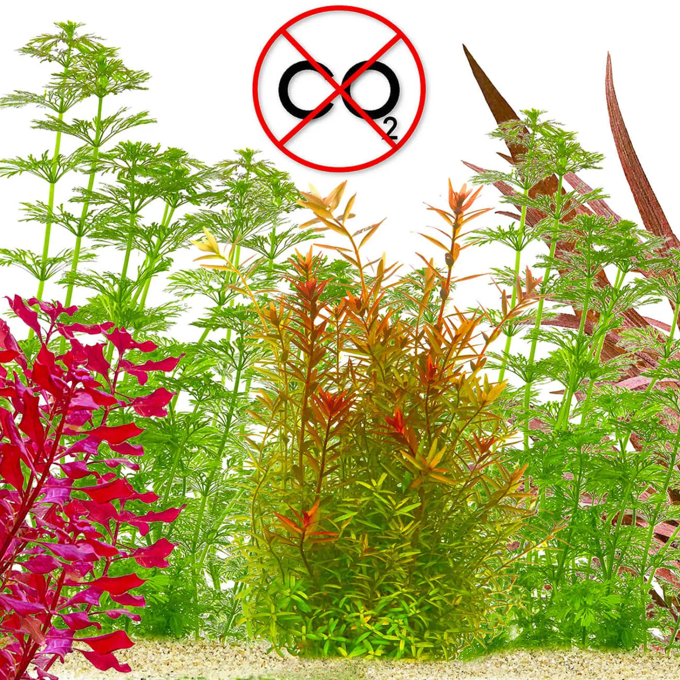 Hintergrundpflanzen ohne CO2 im Set | Anspruchslose Aquariumpflanzen für den Hintergrund - In Vitro