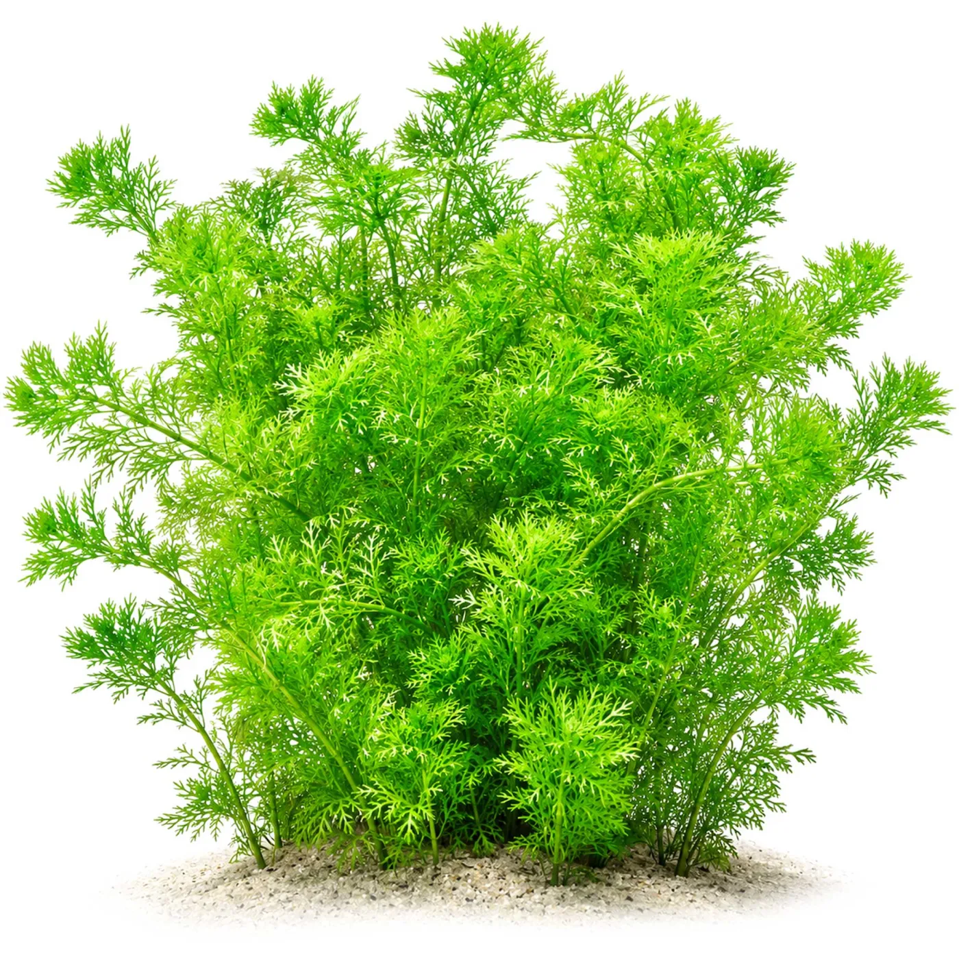 Hottonia palustris | Wasserfeder - in vitro XL 8,5cm