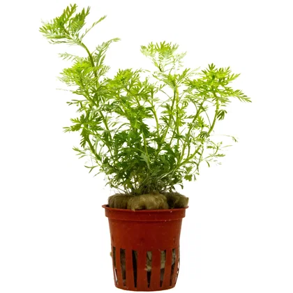 Hottonia palustris