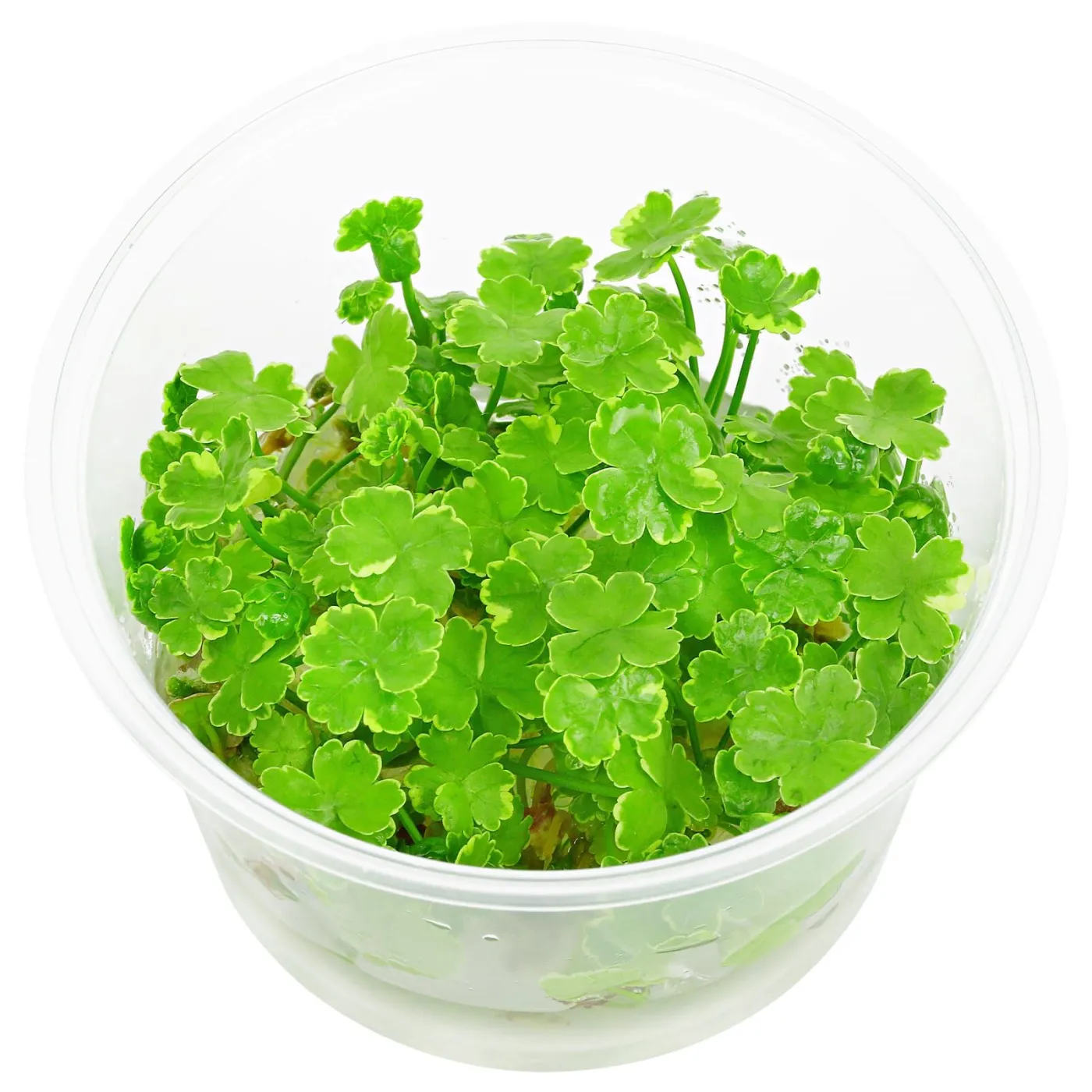 Hydrocotyle sibthorpioides "Variegata" - in vitro
