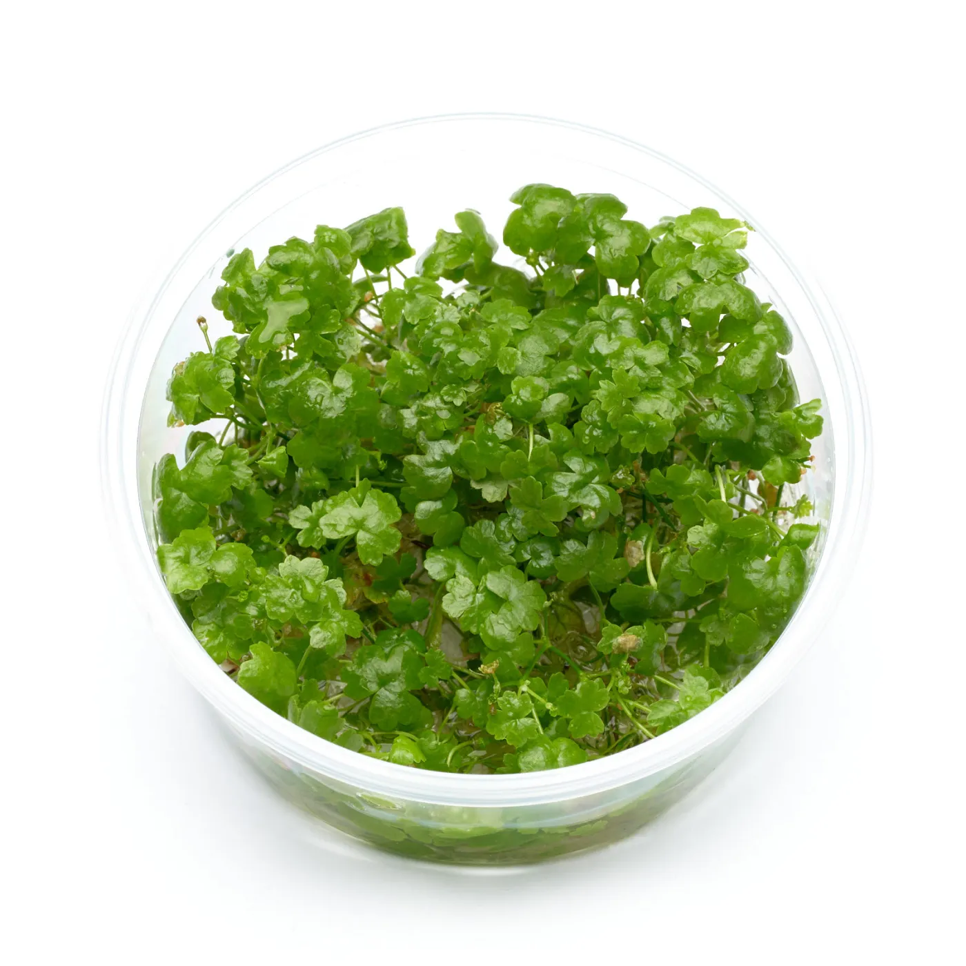 Hydrocotyle tripartita | Japan Kleeblatt - in vitro